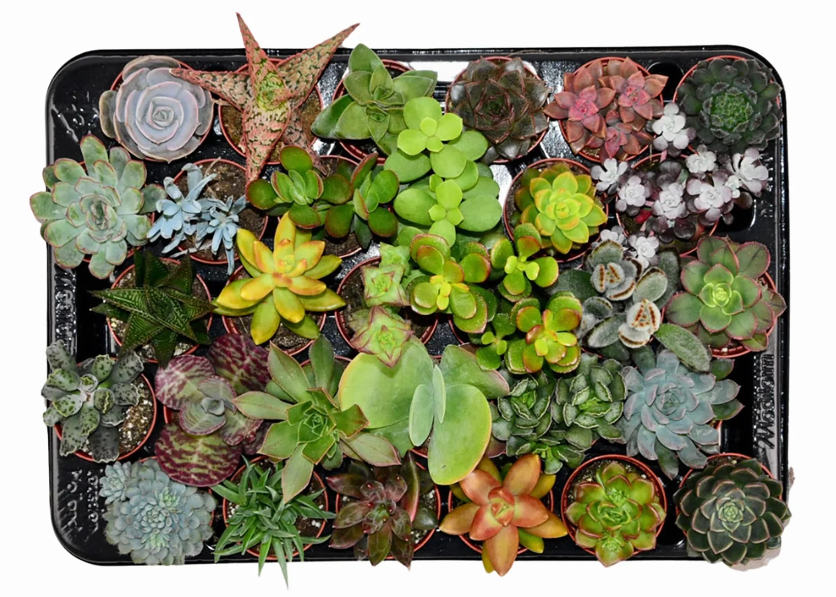 Succulentes Naturelles en pot 5.5 cm Lot de 30 Hauteur 5-10 cm Mélange Petites Variétés Plantes Grasses d'Intérieur