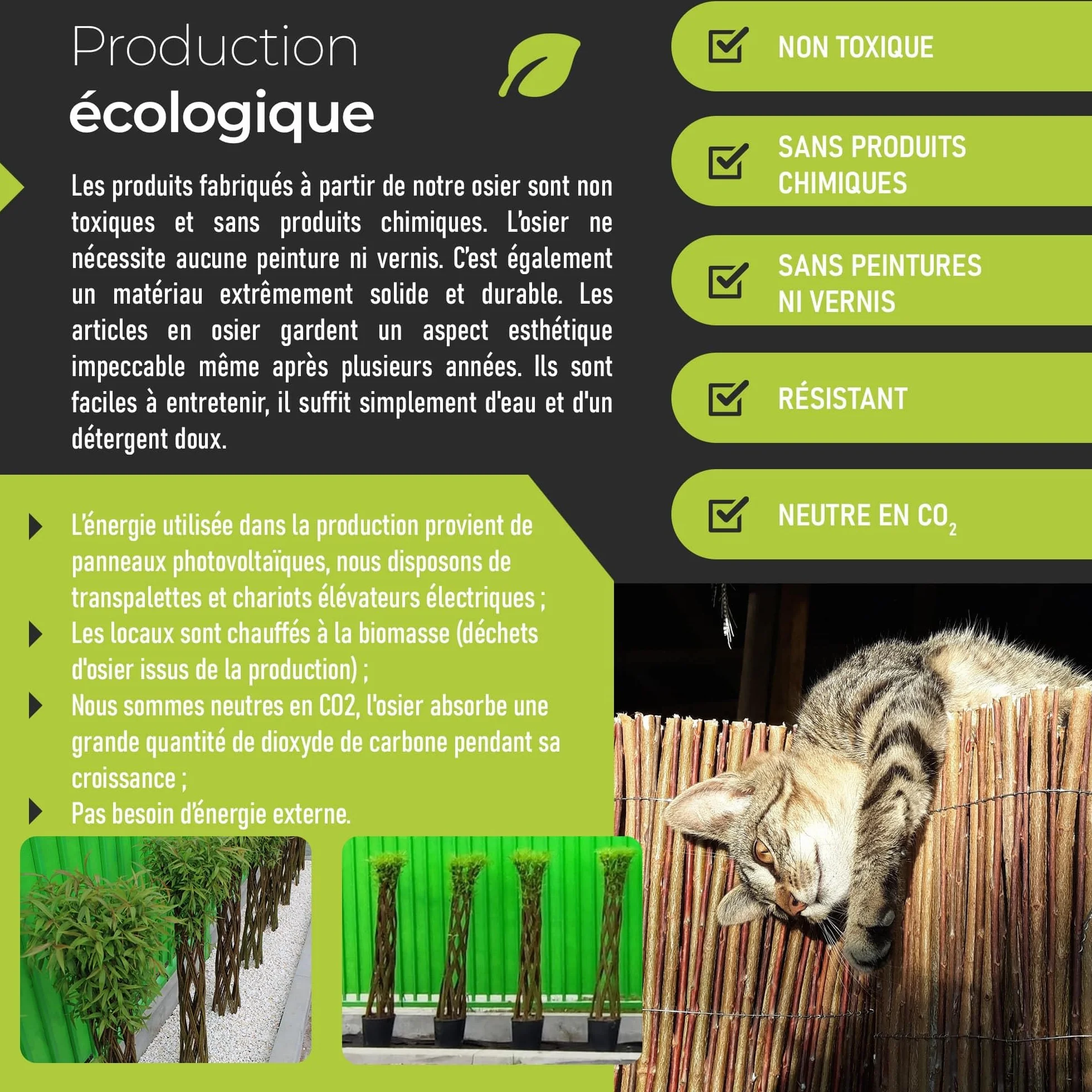 Saule tressé Arbre osier 150 cm - Résistant à l'hiver, Facile d'entretien, Plante décorative pour jardin, balcon, terrasse