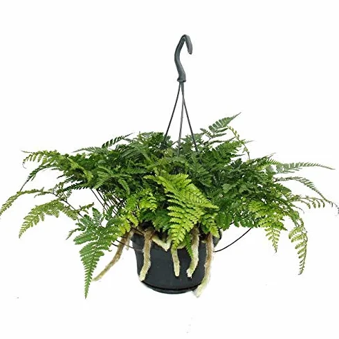 Davallia Humata tyermannii Plante d'intérieur Pot Suspendu 14 cm