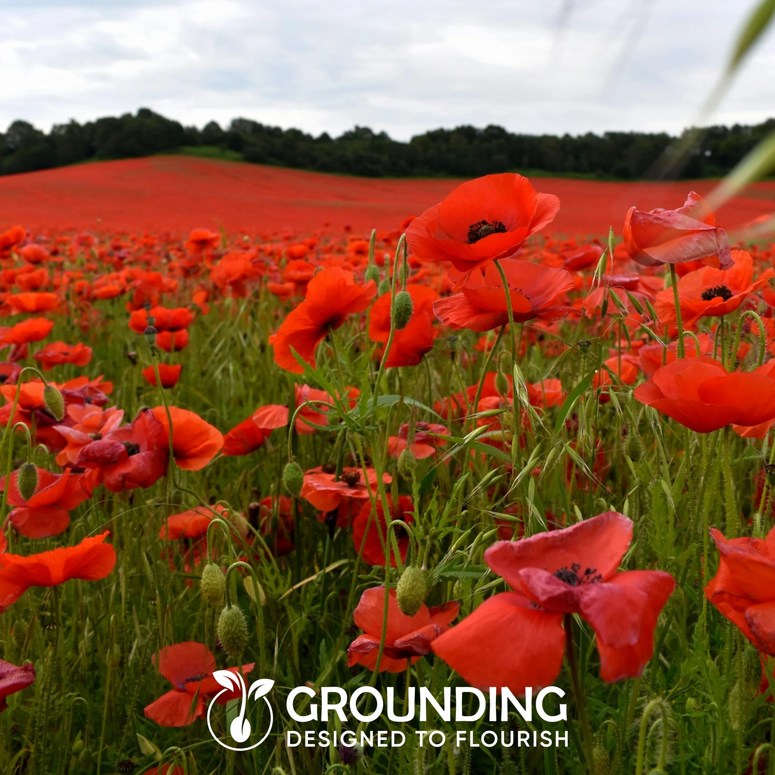 Graines de Coquelicot Rouge Flanders Papaver rhoeas 35000 graines Tapis de fleurs rouges hauteur 50-60 cm
