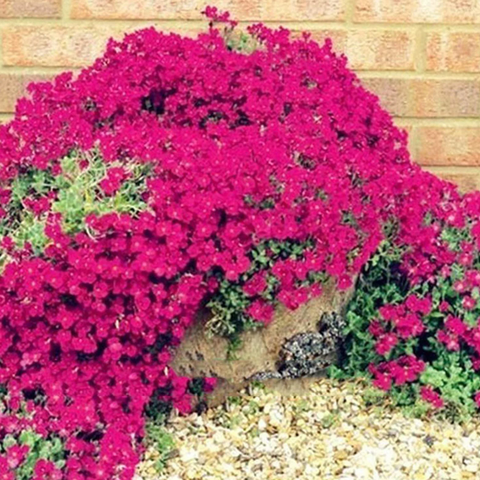 Graines d'Aubrieta Violet Sac de Graines Résistantes au Froid Faciles à Planter pour Jardin Extérieur