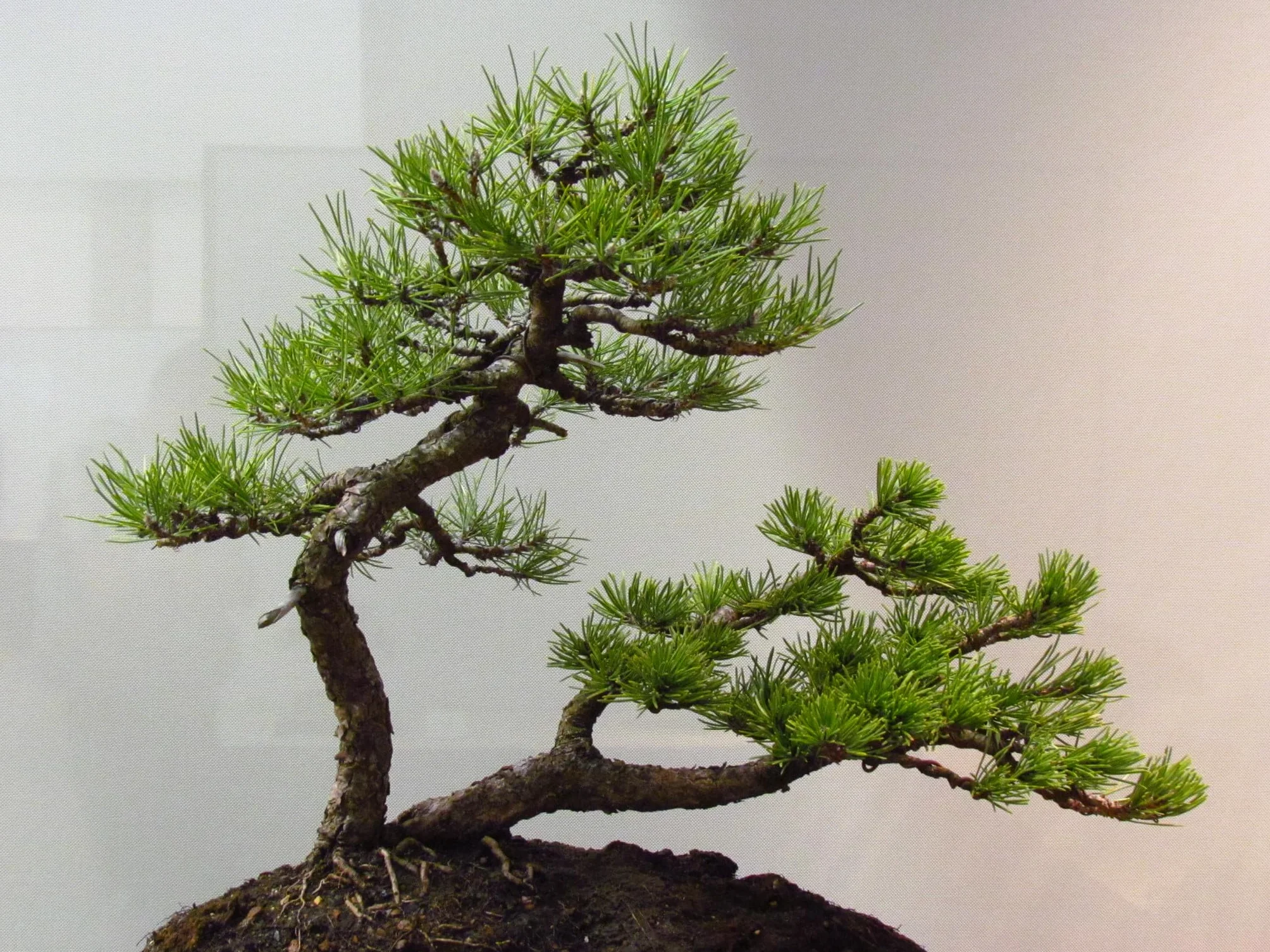Ensemble de graines de bonsaï 7 variétés - Graines de plantes d'intérieur