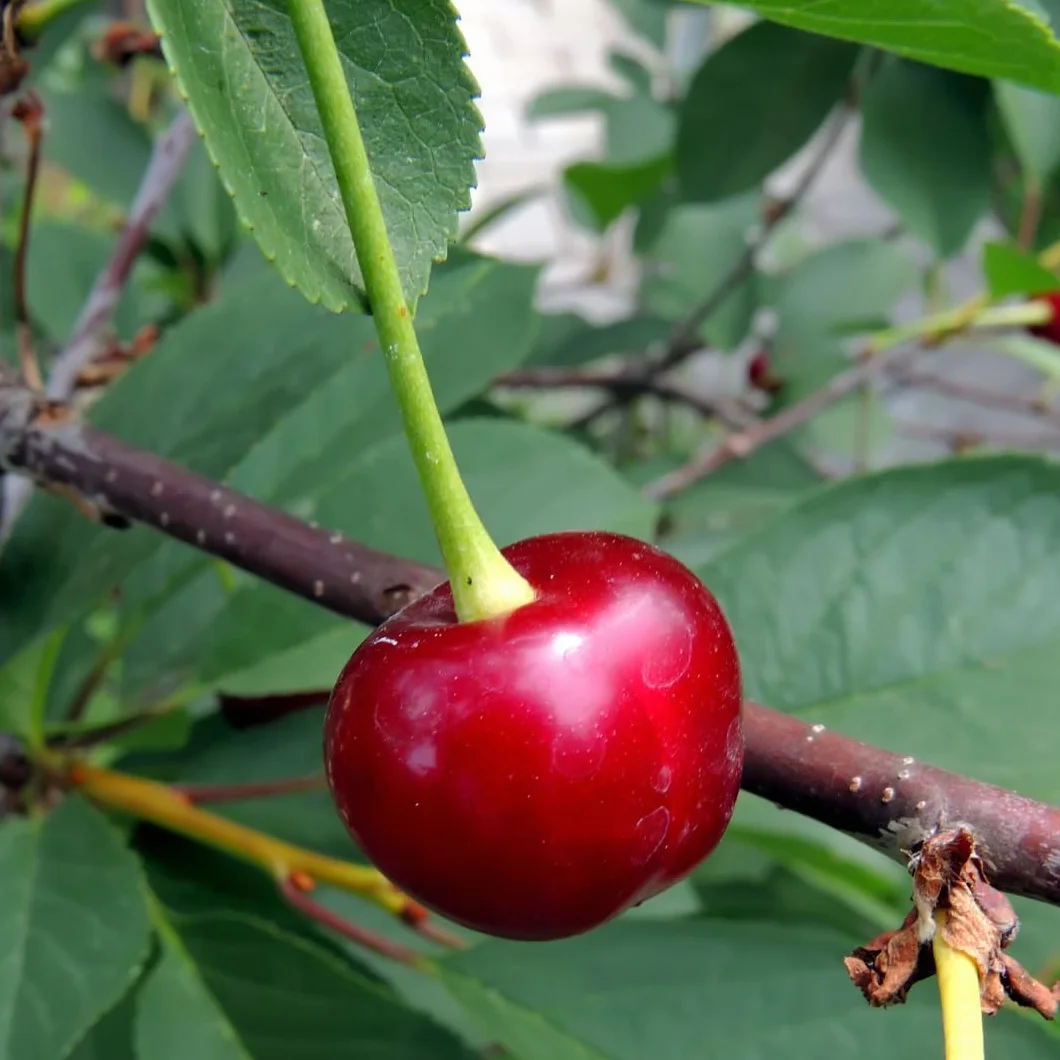 Cerisier Bigarreau Burlat C1 – Plante Fruitière Pot 20 cm Hauteur 150-170 cm