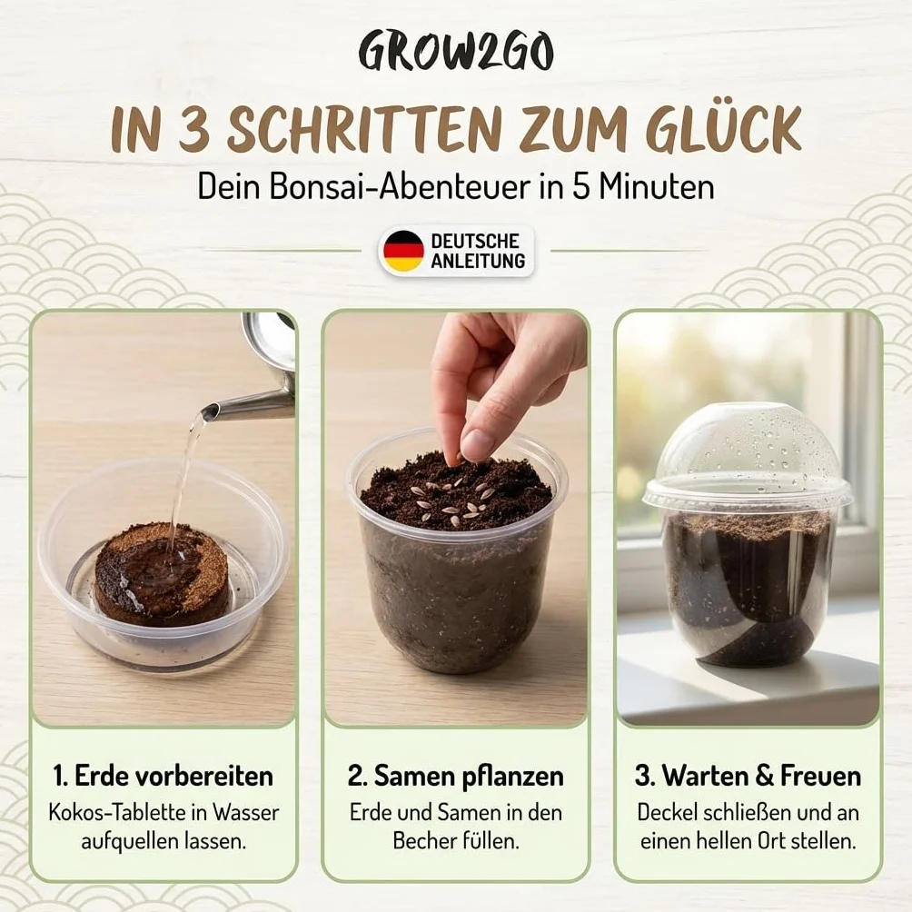 Kit Bonsai GROW2GO avec mini-serre, graines et terre - Pin Australien