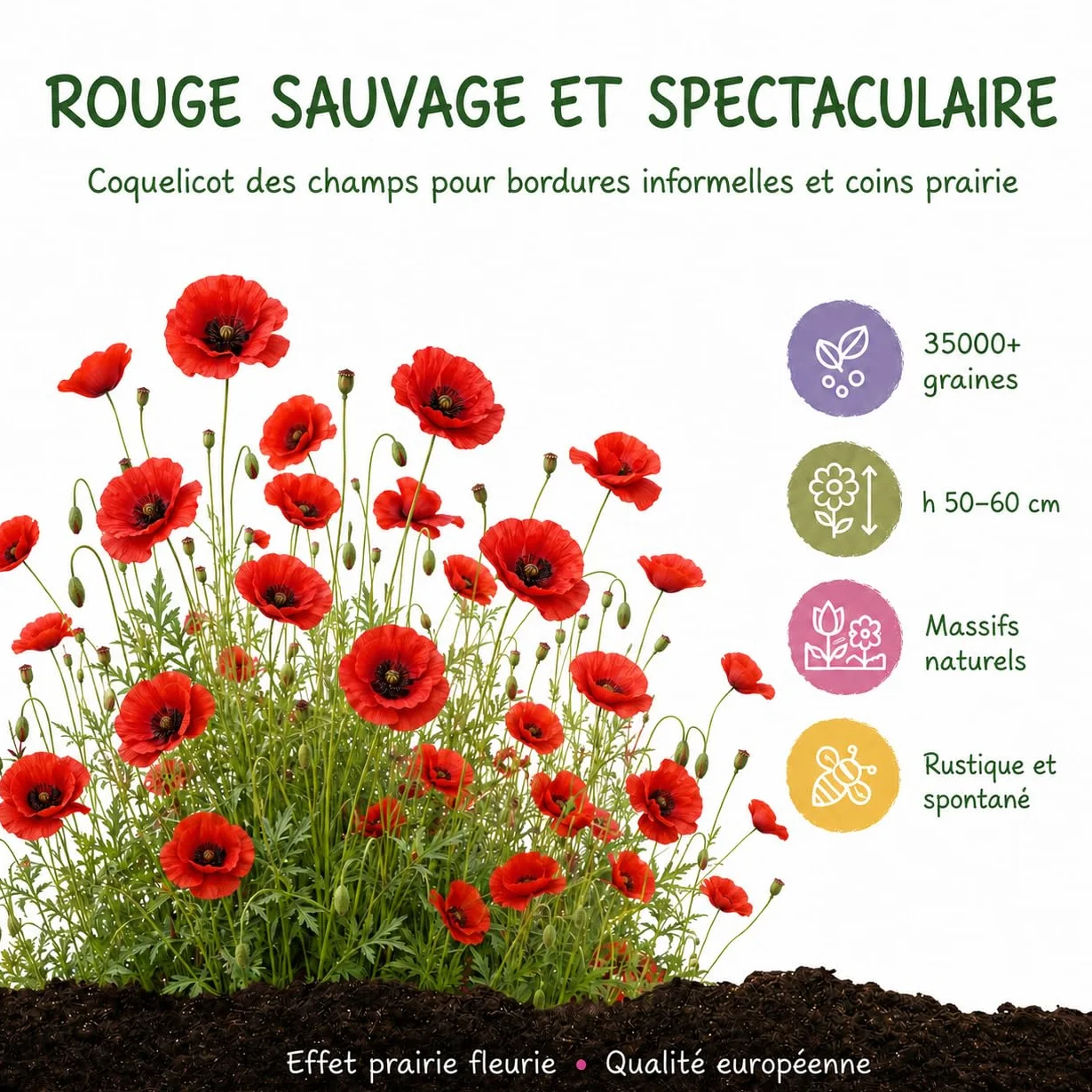 Graines de Coquelicot Rouge Flanders Papaver rhoeas 35000 graines Tapis de fleurs rouges hauteur 50-60 cm