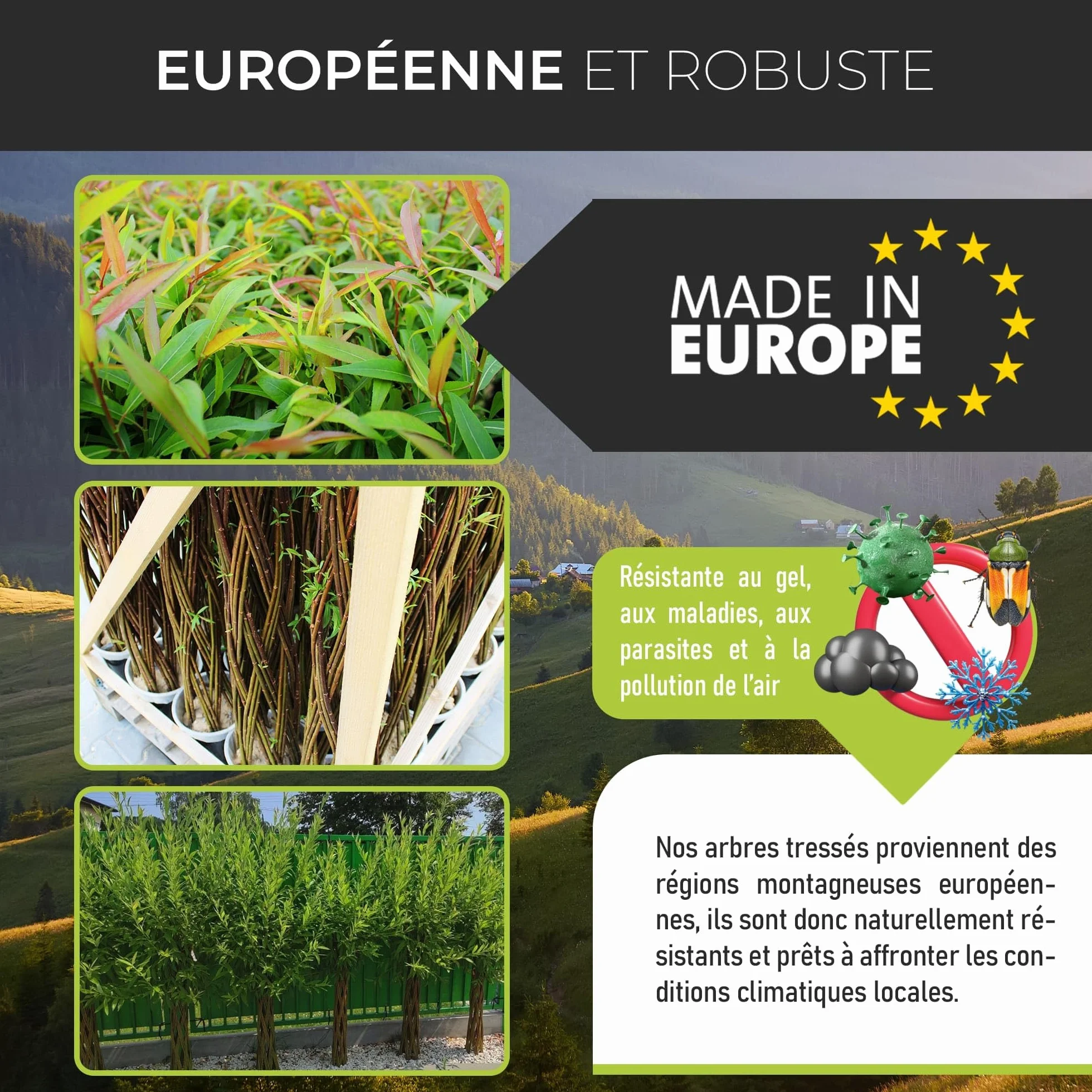Saule tressé Arbre osier 150 cm - Résistant à l'hiver, Facile d'entretien, Plante décorative pour jardin, balcon, terrasse