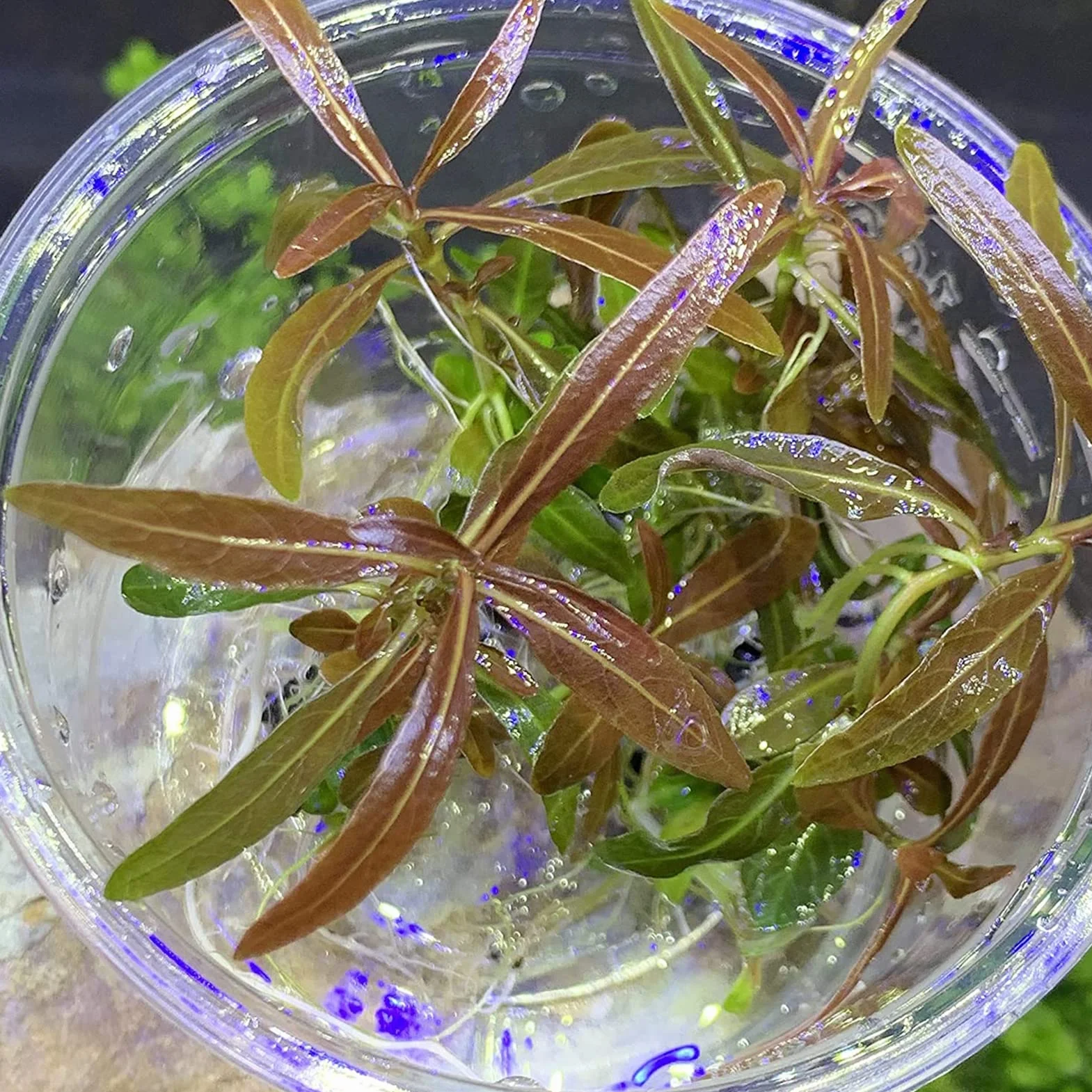 Graines de Potamogeton Crispus, 100pcs Plantes aquatiques pour étang