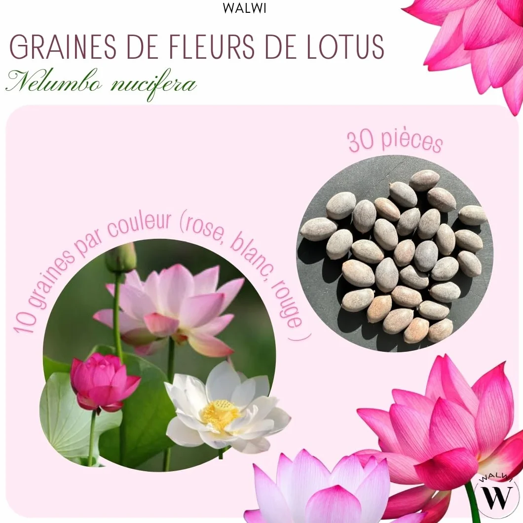 Graines de lotus Nelumbo nucifera 3 couleurs Bonsai plante aquatique étang jardin 30 pcs