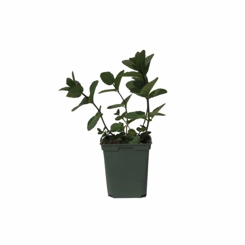 Menthe Marocaine Pot 1,5L