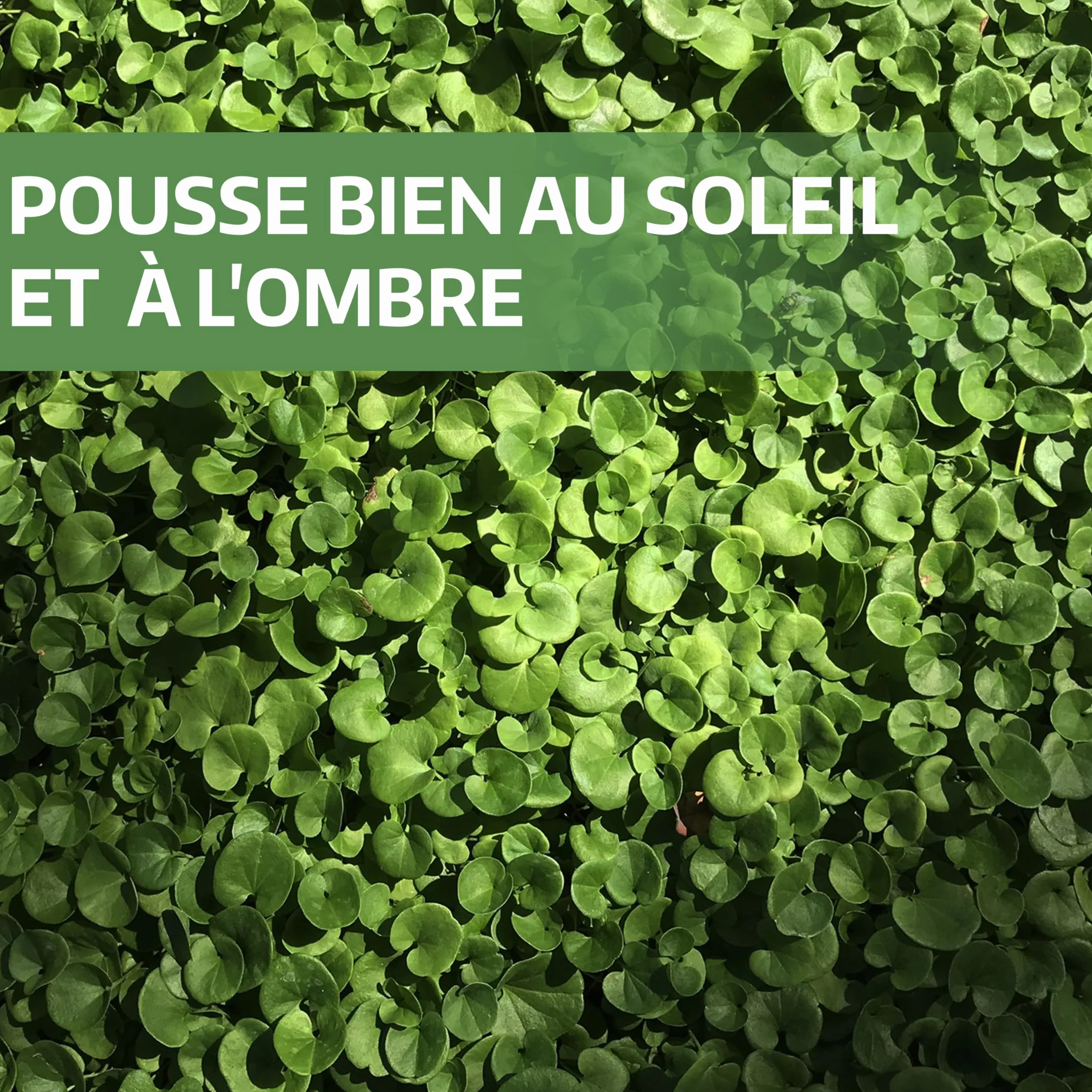 Dichondra repens gazon semer 20m² 200g résistance sécheresse zones ombragées ensoleillées micro trèfle