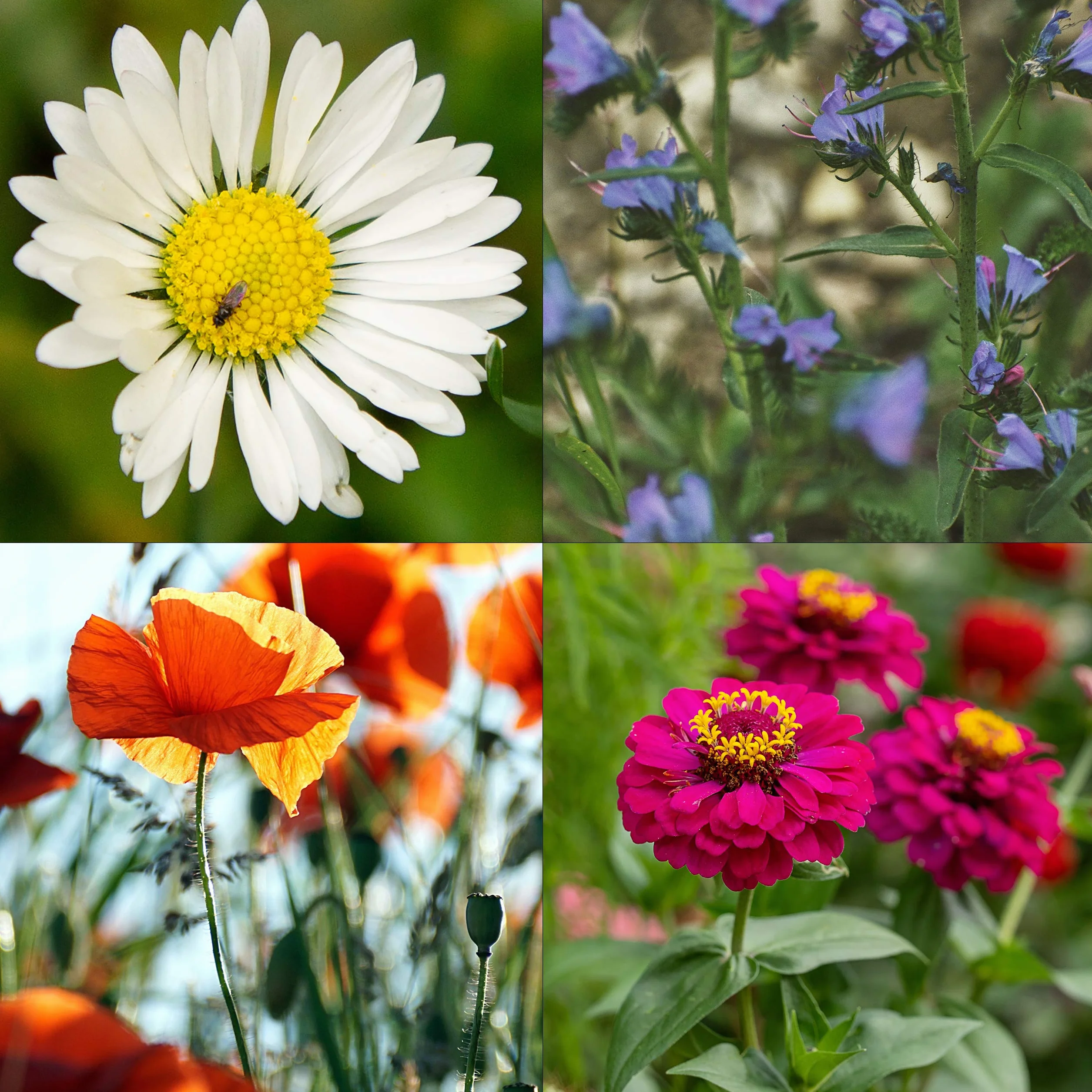 OwnGrown 10 variétés de semences de fleurs comestibles - Kit prêt-à-pousser pour jardin et balcon
