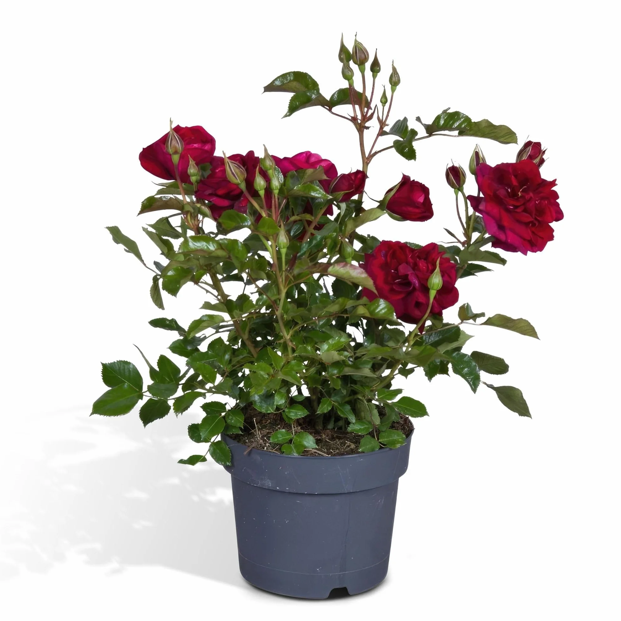 Rosier rouge plante fleurie d'extérieur