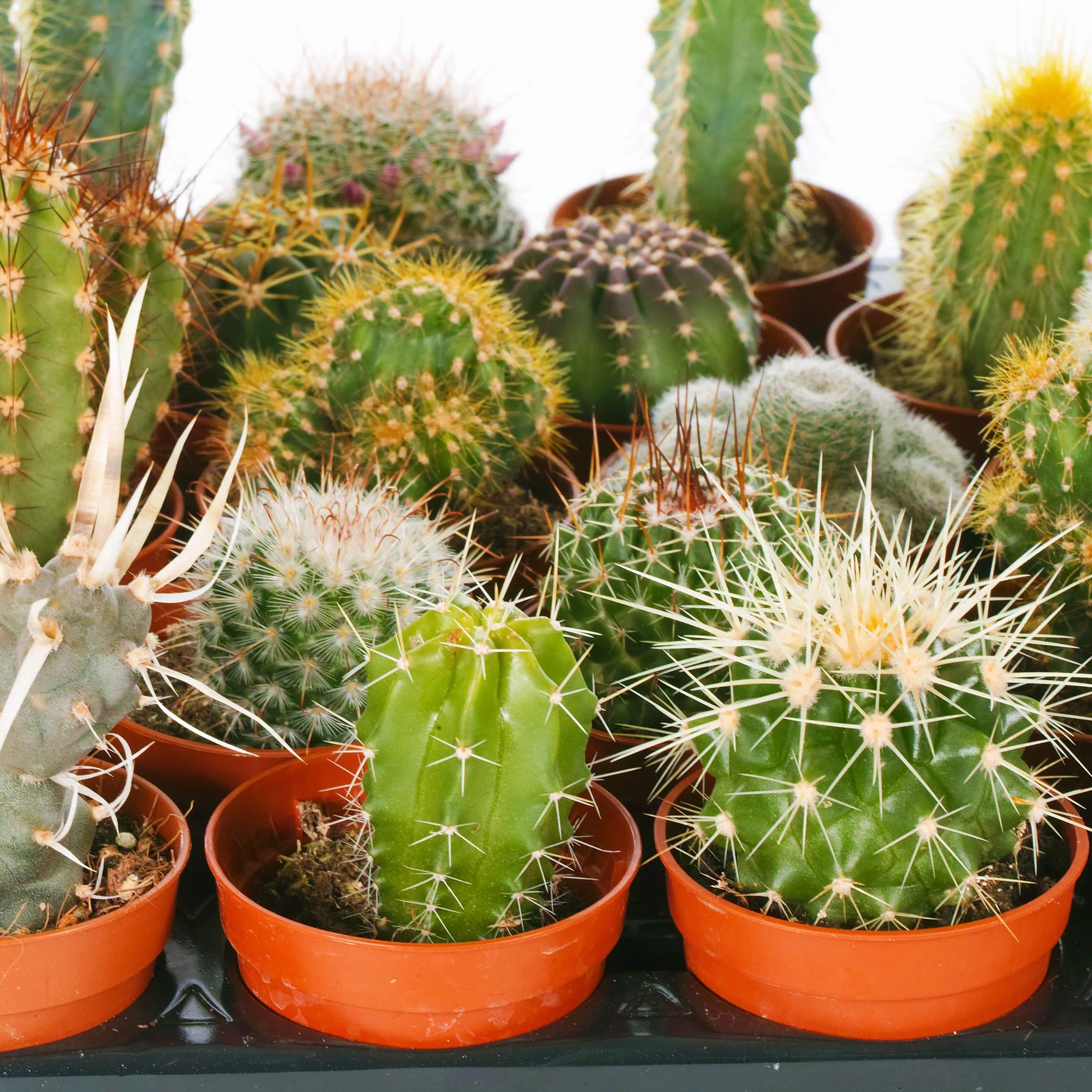 GardenersDream Ensemble Cactus et Plantes Grasses Naturelles 10 Plantes Succulentes