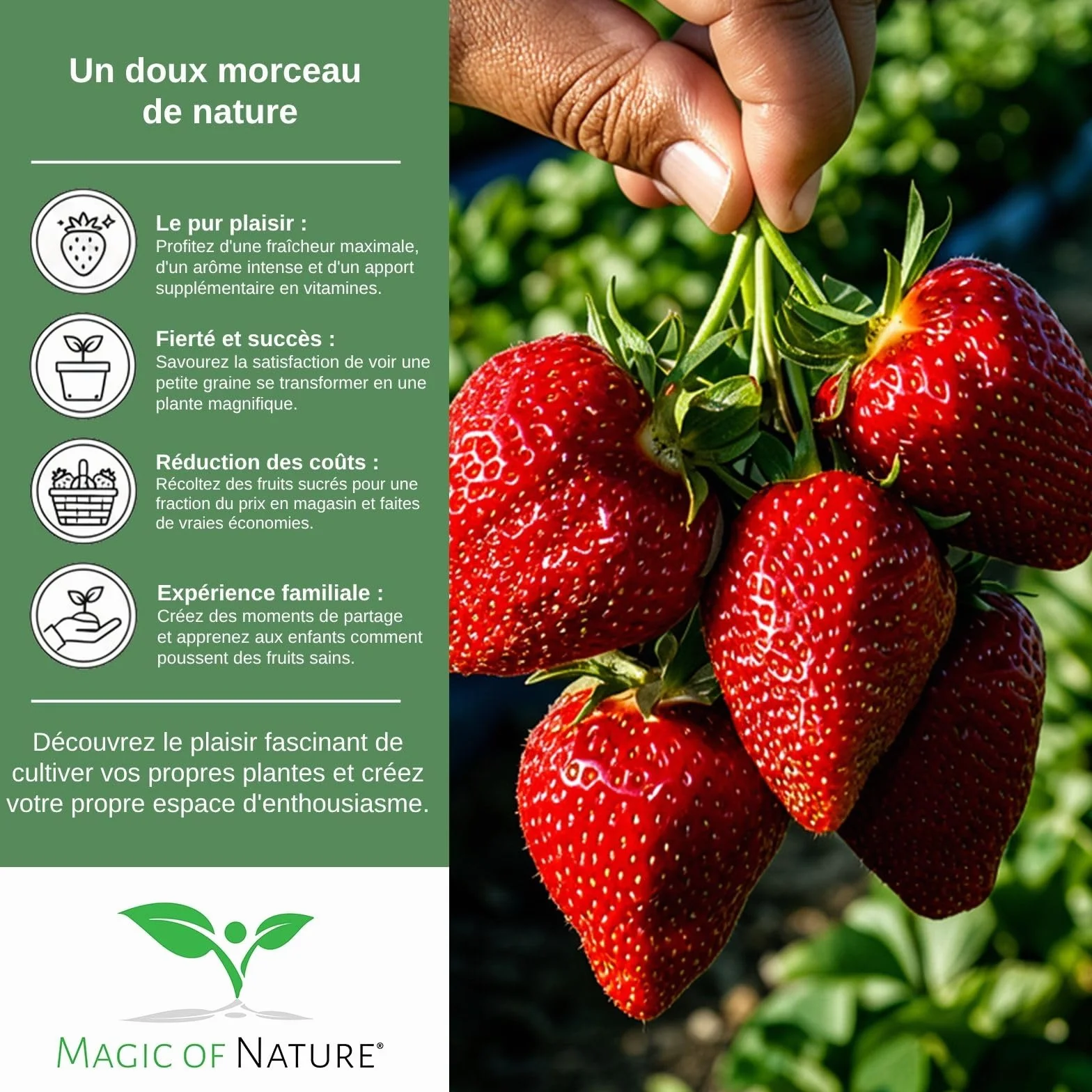 Graines de Fraises Géantes Giant 100 pcs – La plus grande fraise au monde – Fruits Sucrés – Rustique & Vivace