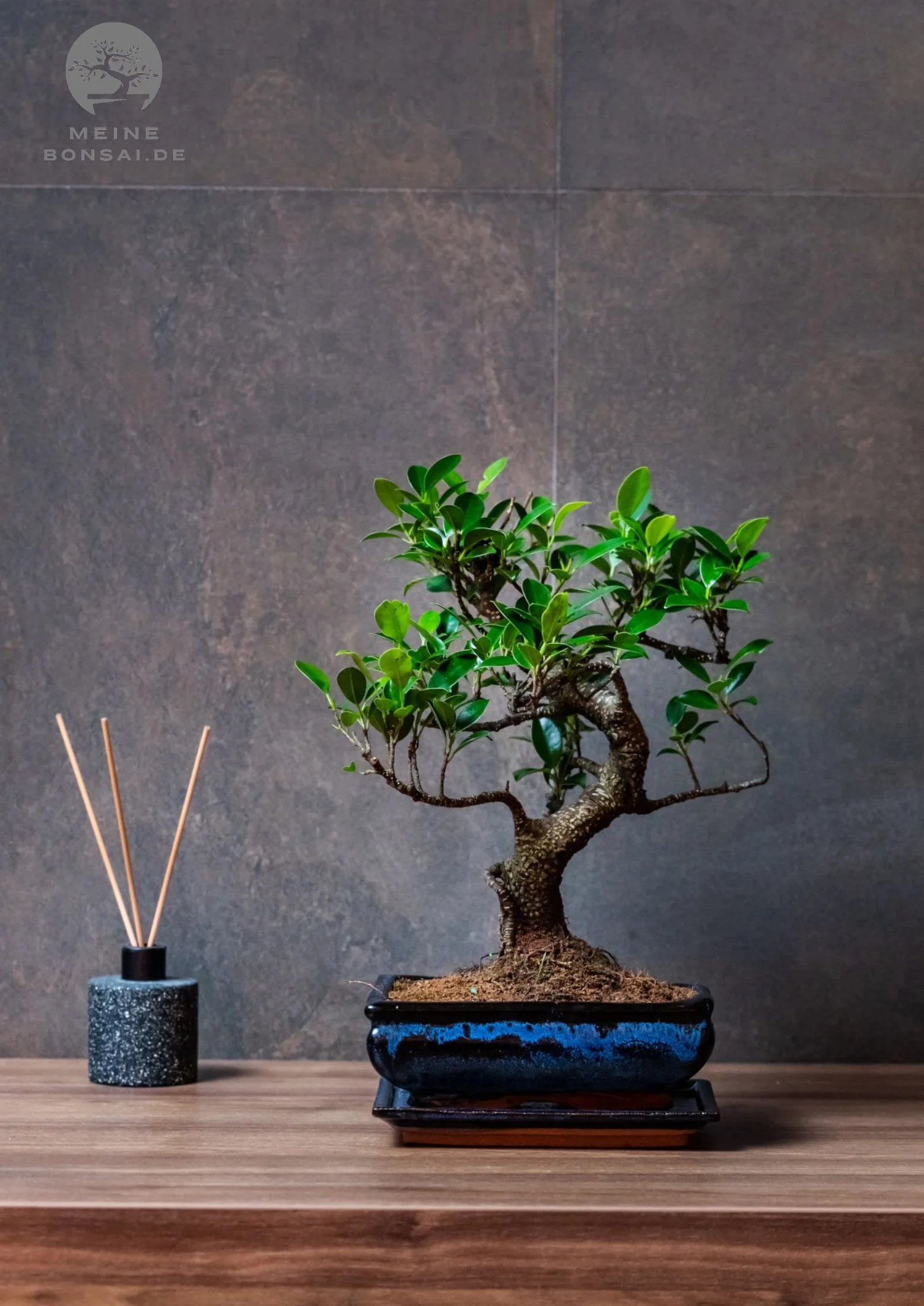 Arbre bonsaï Ficus pot céramique 9 ans hauteur 30-35 cm