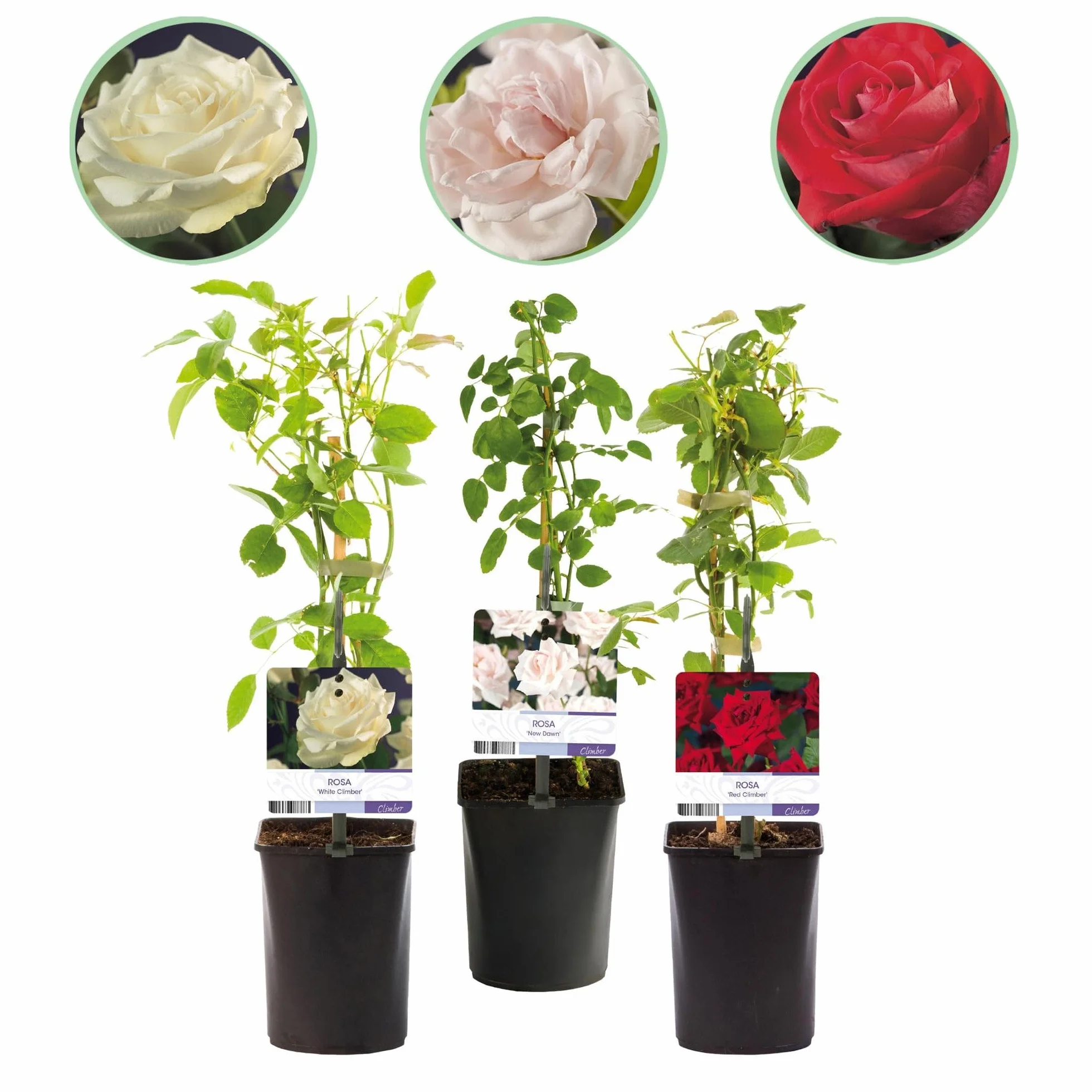 GreenboutiQ Rosier grimpant Rosa Tricolour Fleurs Rose Blanc Rouge 3 plantes Pot 11cm Hauteur 40cm