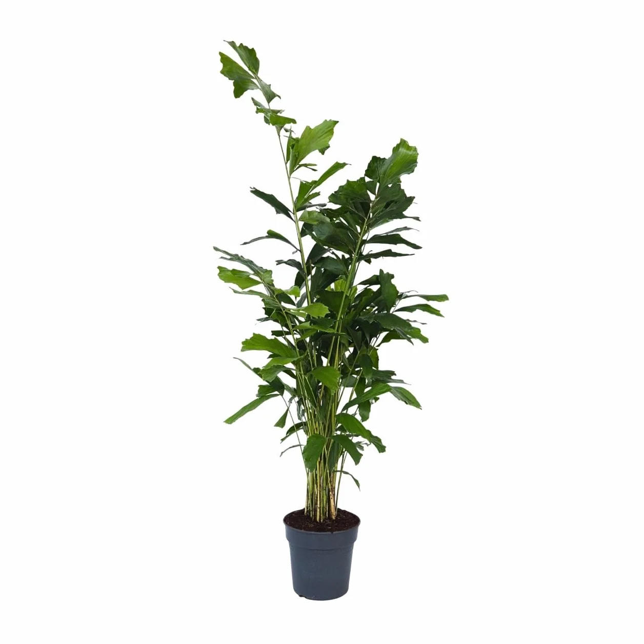 Caryota mitis Palmier à queue de poisson Pot 27cm Hauteur 120-130cm