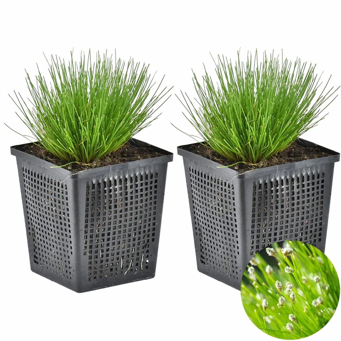 Bloomique Scirpus Cernuus Scirpe retombant Plantes de bassin Hauteur 10-20 cm Pot 11 cm