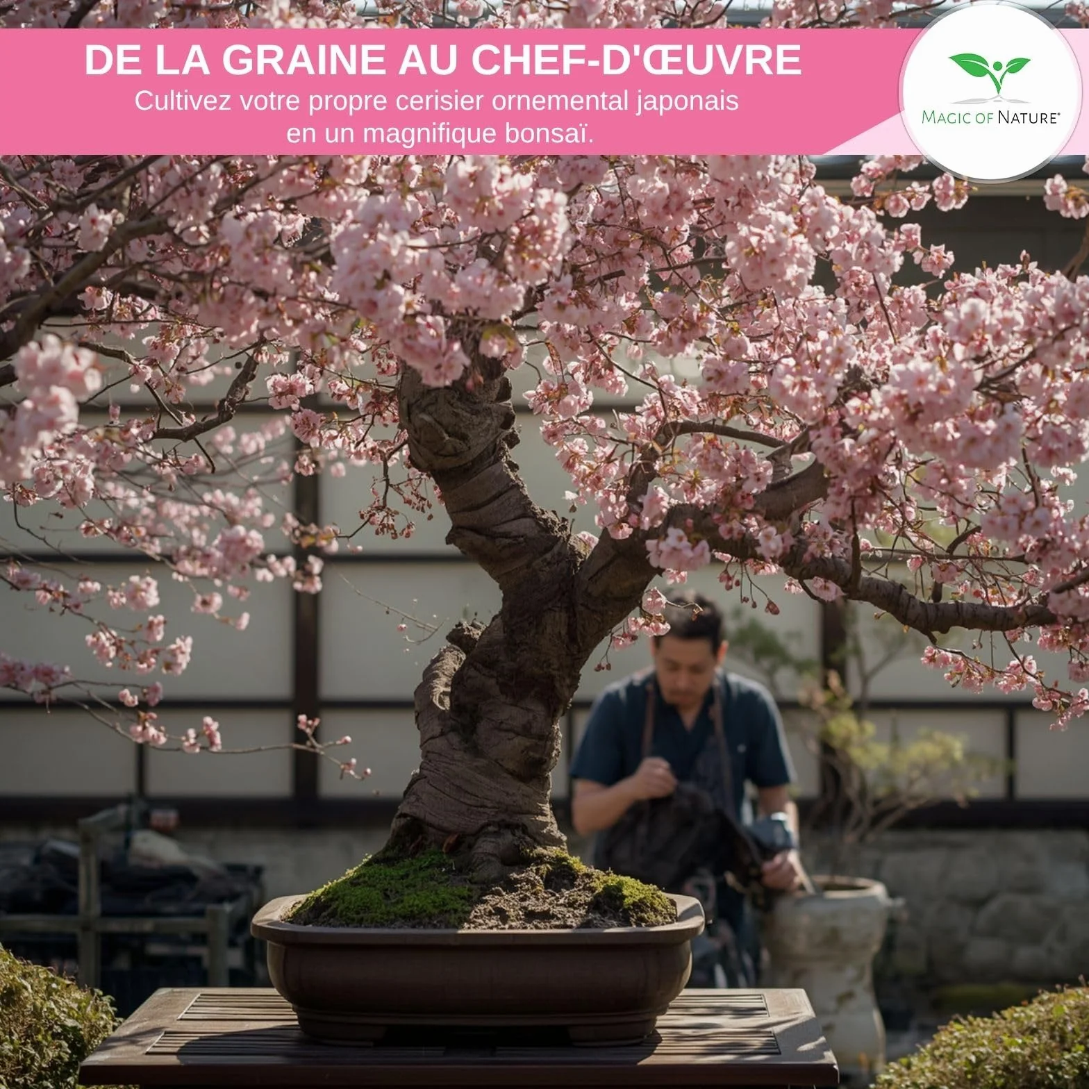 Magic of Nature Cerisier du Japon Graines de Sakura 10 Pcs - Semis Rustique Arbuste Jardin Bonsaï