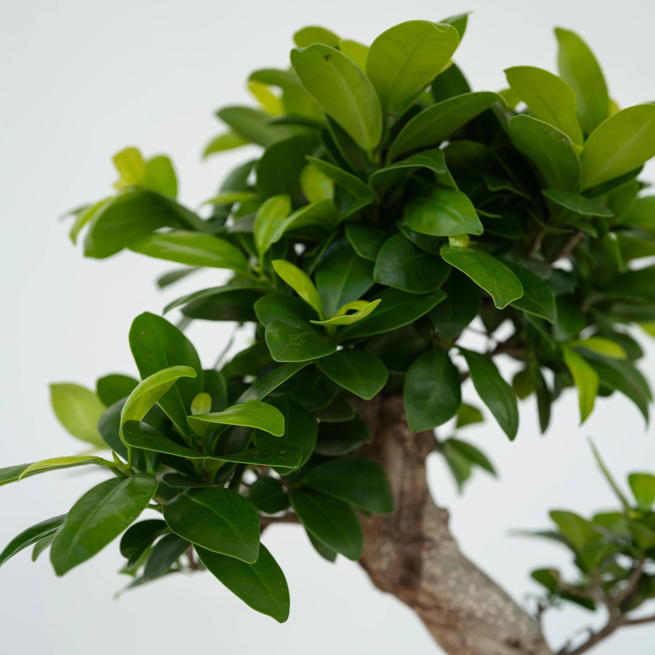 Ficus Ginseng en forme de S Bonsaï Japonaise Plante d'intérieur Pot 20cm Hauteur 55-65cm