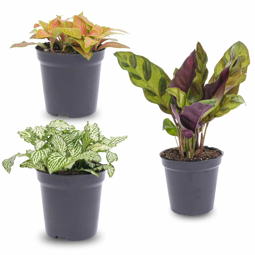 Calathea Lancifolia Plant Terrarium Set 3 Plants Red & White Fittonia