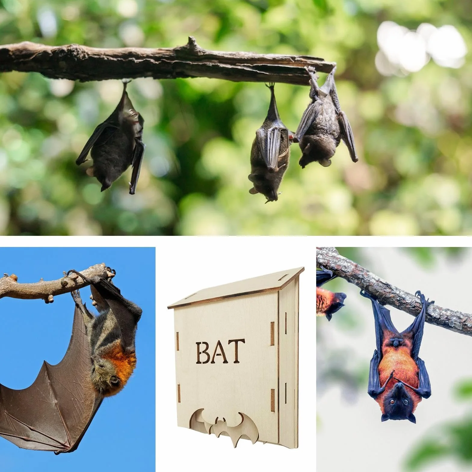 Maison pour chauves-souris en bois extérieur abri faune design prêt pour le climat