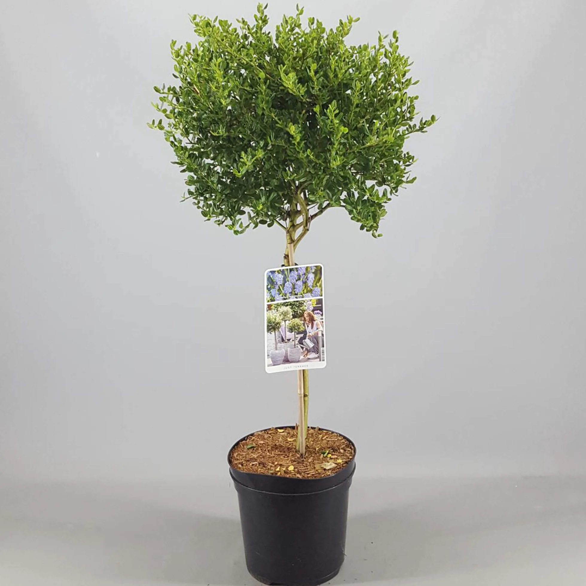 Céanothe Victoria | Lilas sauvage de Californie en pot