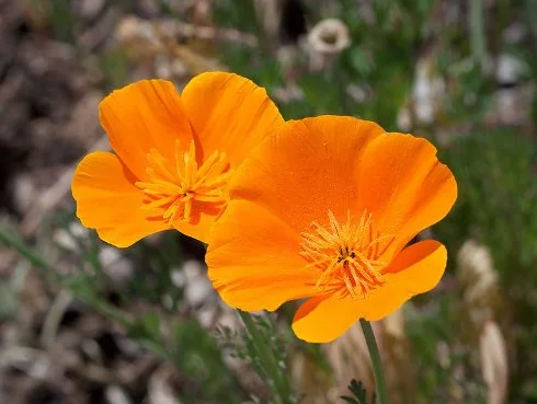 Pavot de Californie Graines de fleurs 1000 Orange