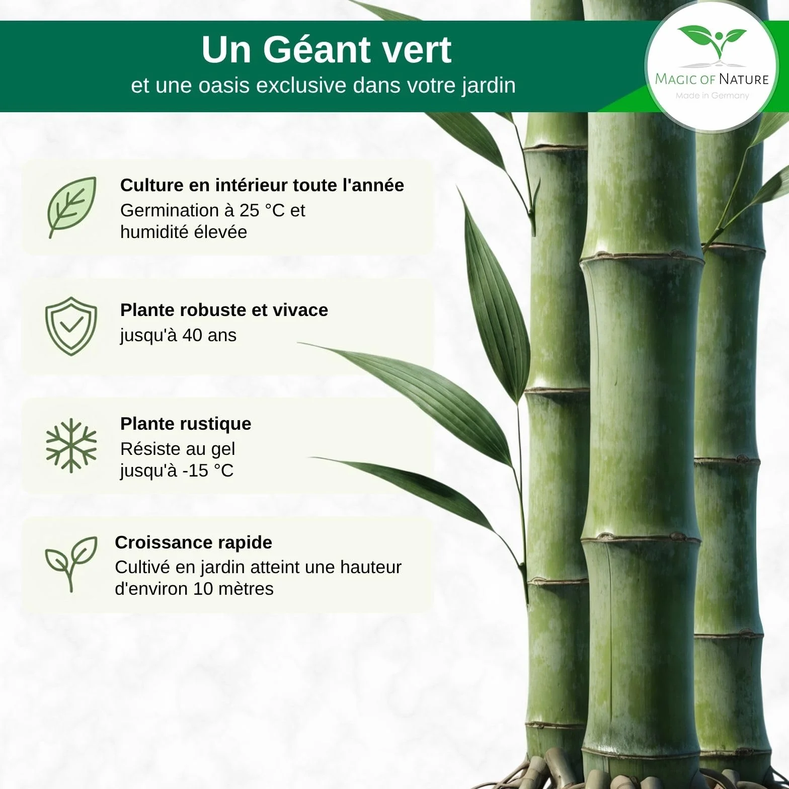 Magic of Nature Graines de Bambou Géant 60 pcs – Brise-vue Protection Vent Jardin