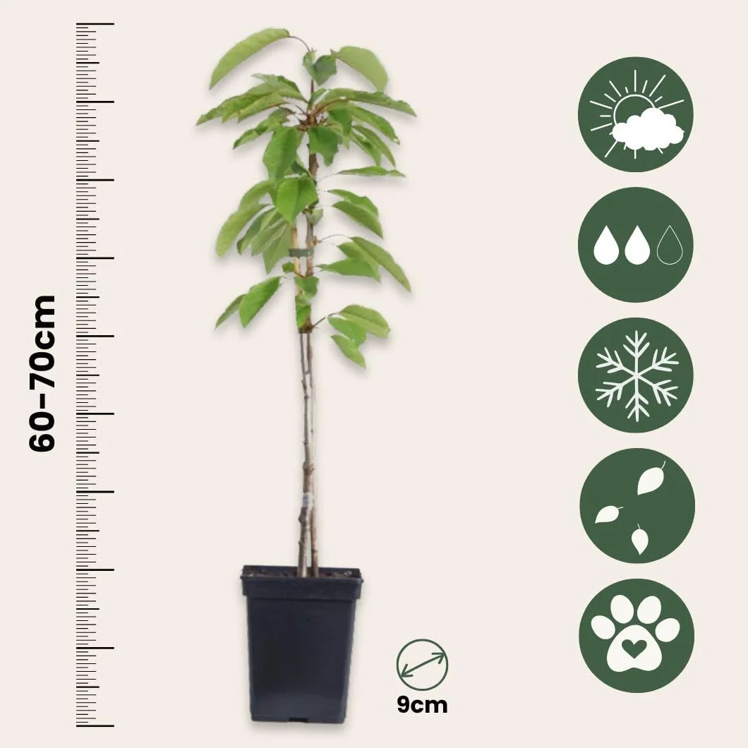 Arbres fruitiers lot 4 Pommier Cerisier Poirier Prunier Hauteur 60-70cm Pot 9cm Plant in a Box