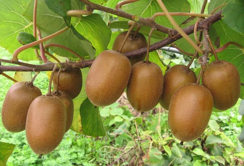 Actinidia deliciosa chinensis Kiwi Graines 80 - Fruit Jardin Exotique - Plante Vivace