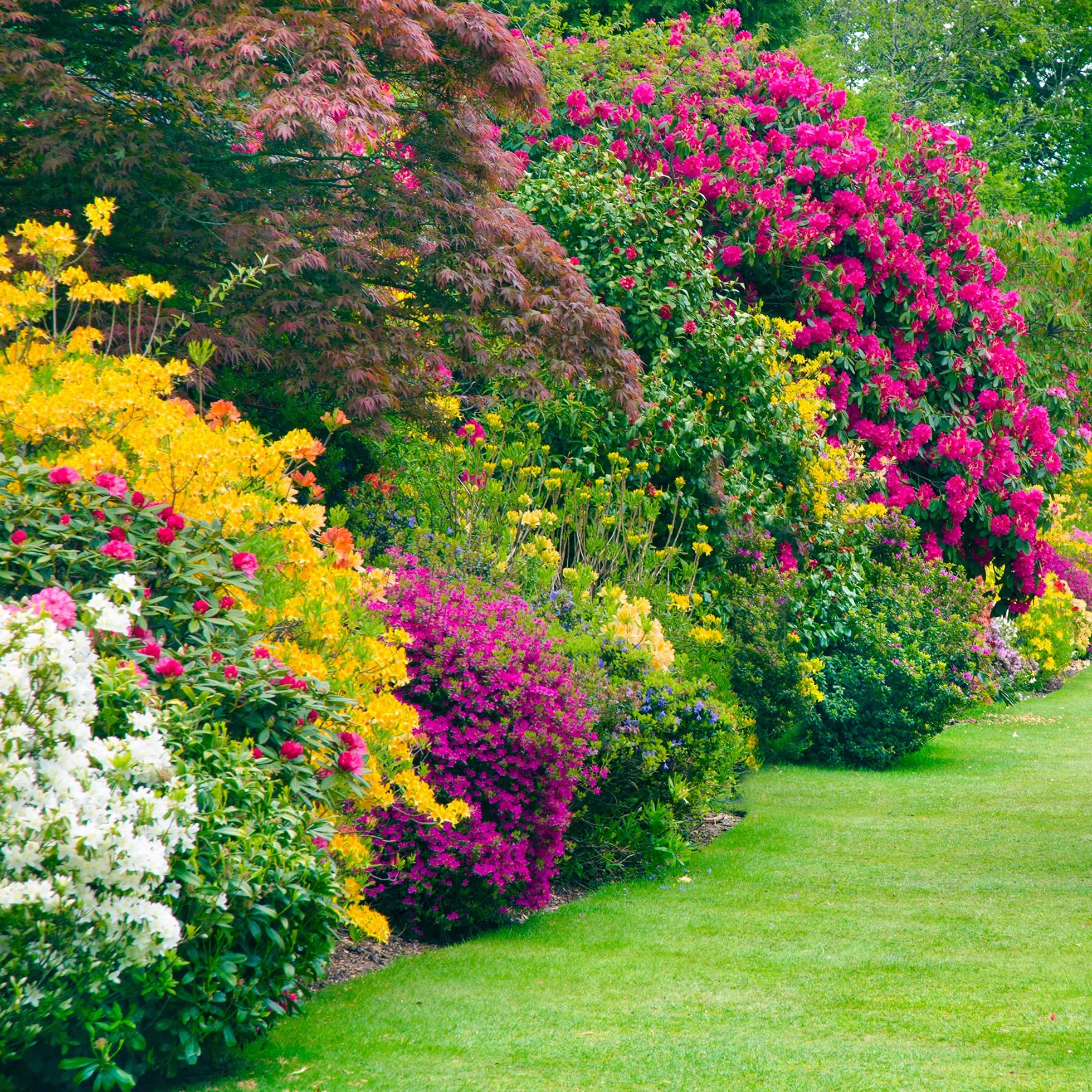 Mélange de 5 plants d'arbustes à fleurs pour jardin extérieur coloré toute l'année