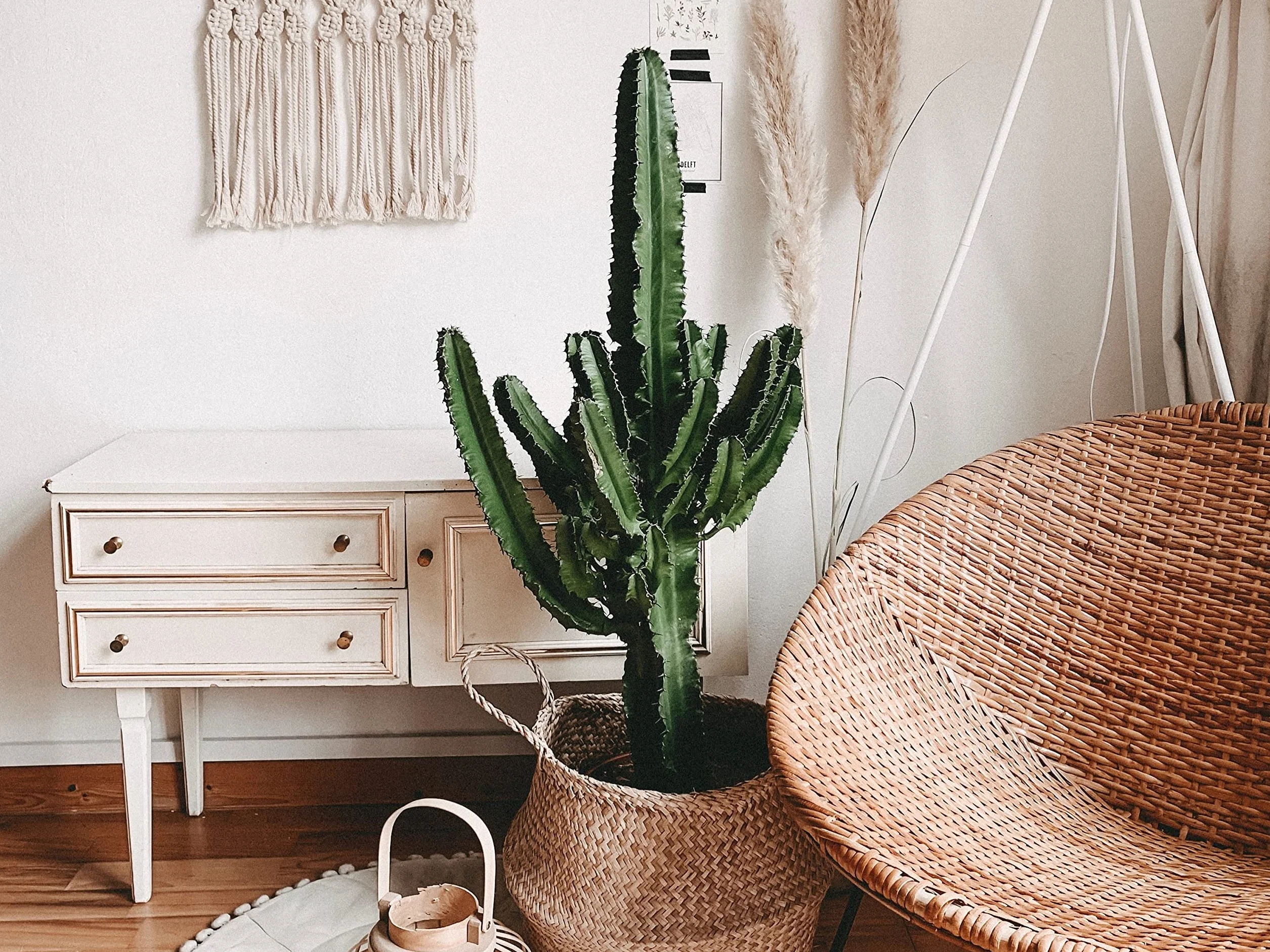 Euphorbia Acrurensis Cactus Cowboy Plante cactus 60-70 cm Pot 17 cm