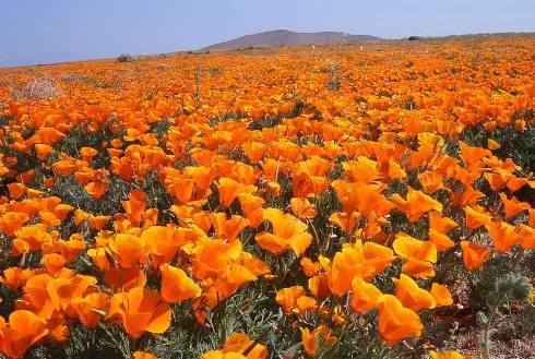 Pavot de Californie Graines de fleurs 1000 Orange
