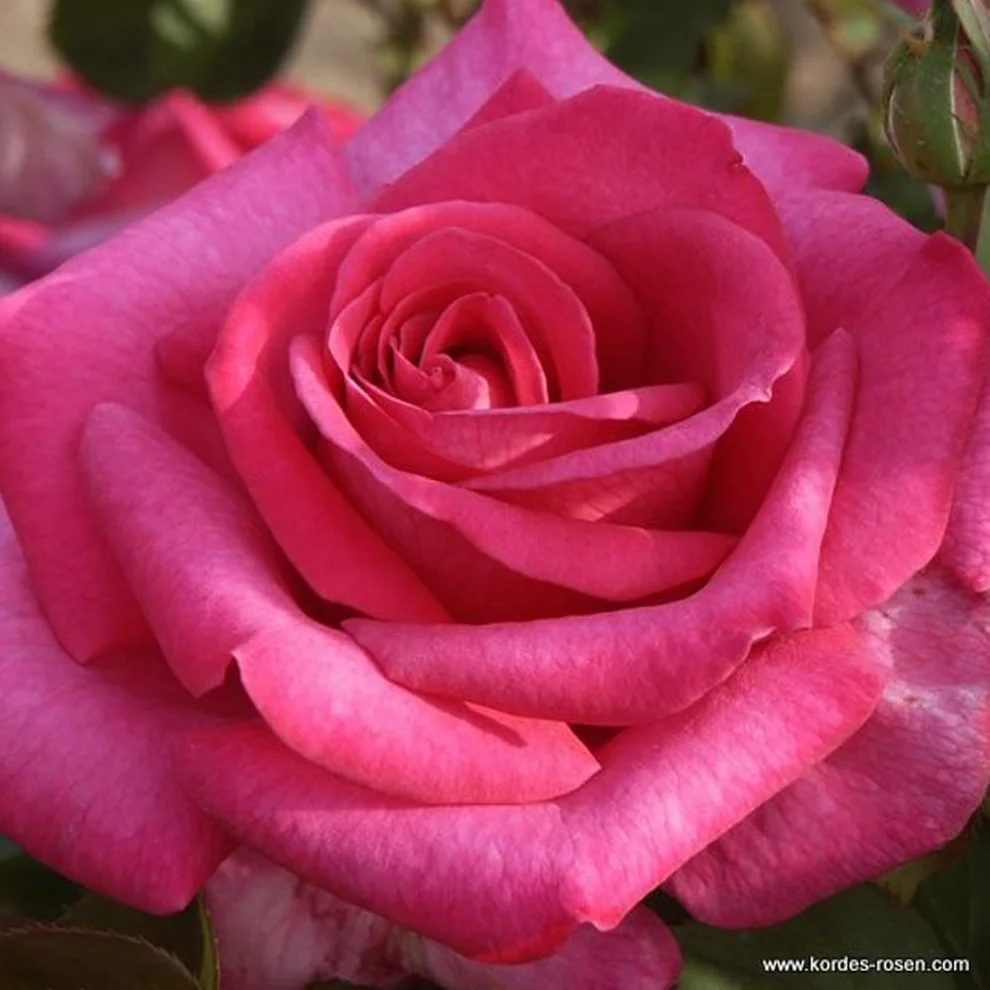 Rosa 'Parole' 25-30 cm pot - Rose parfum puissante floraison