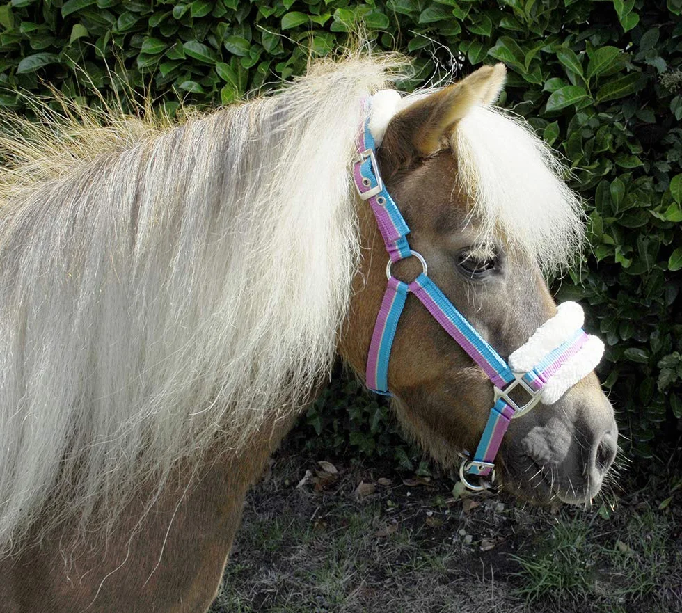 Rhinegold Licol en Fourrure à Rayures Brillantes pour Petit Poney, Mini Shetland, Rayures turquoises
