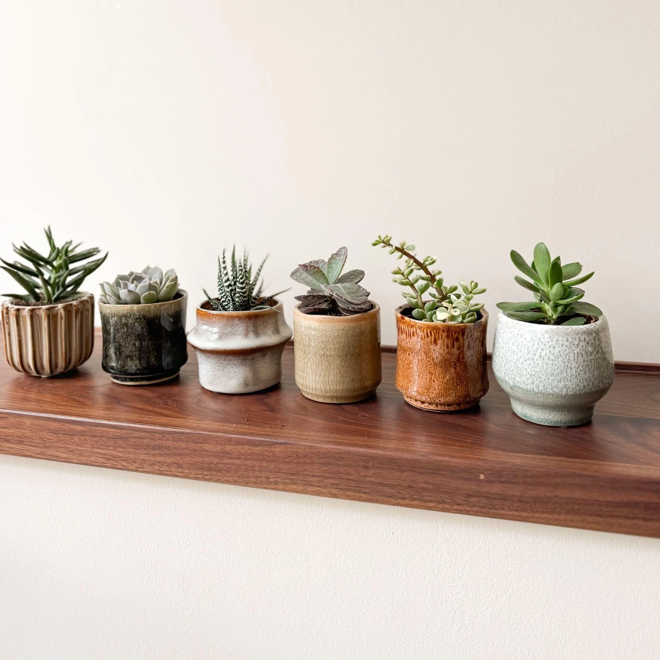 Succulentes Mélange 6 Pièces Plantes Réelles Pot 5.5cm Hauteur 5-10cm