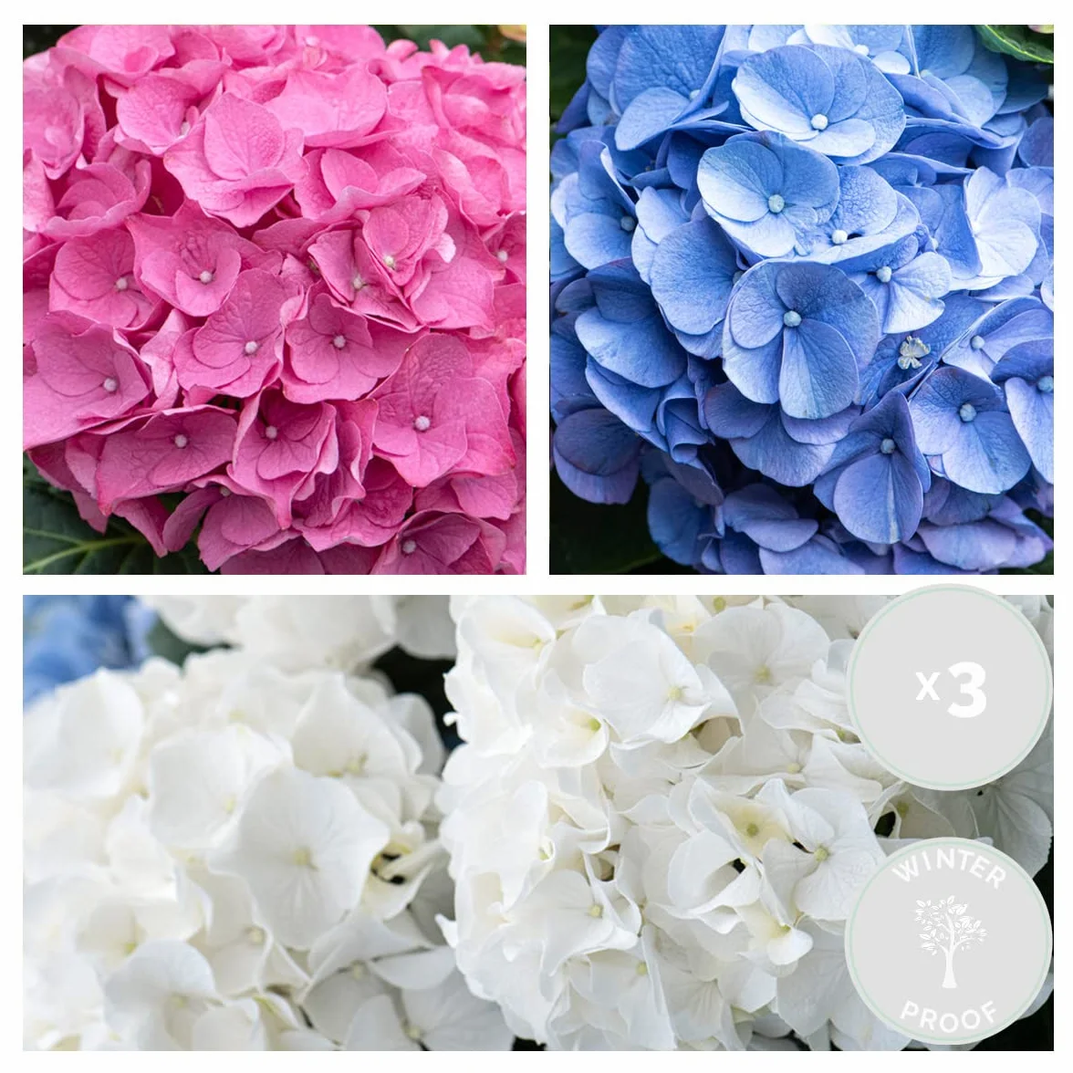 Bloomique Hydrangea Macrophylla Mélange 3 Rose Bleu Blanc Hortensia Commun Plantes de Jardin Rustique Hauteur 20-30 cm Pot 10,5 cm