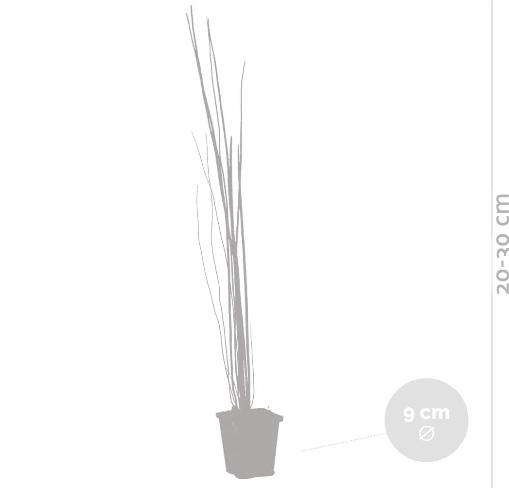 Bloomique Lot de 6 Equisetum Japonicum Prêle du Japon Plantes de bassin Hauteur 20-30 cm Pot 9 cm