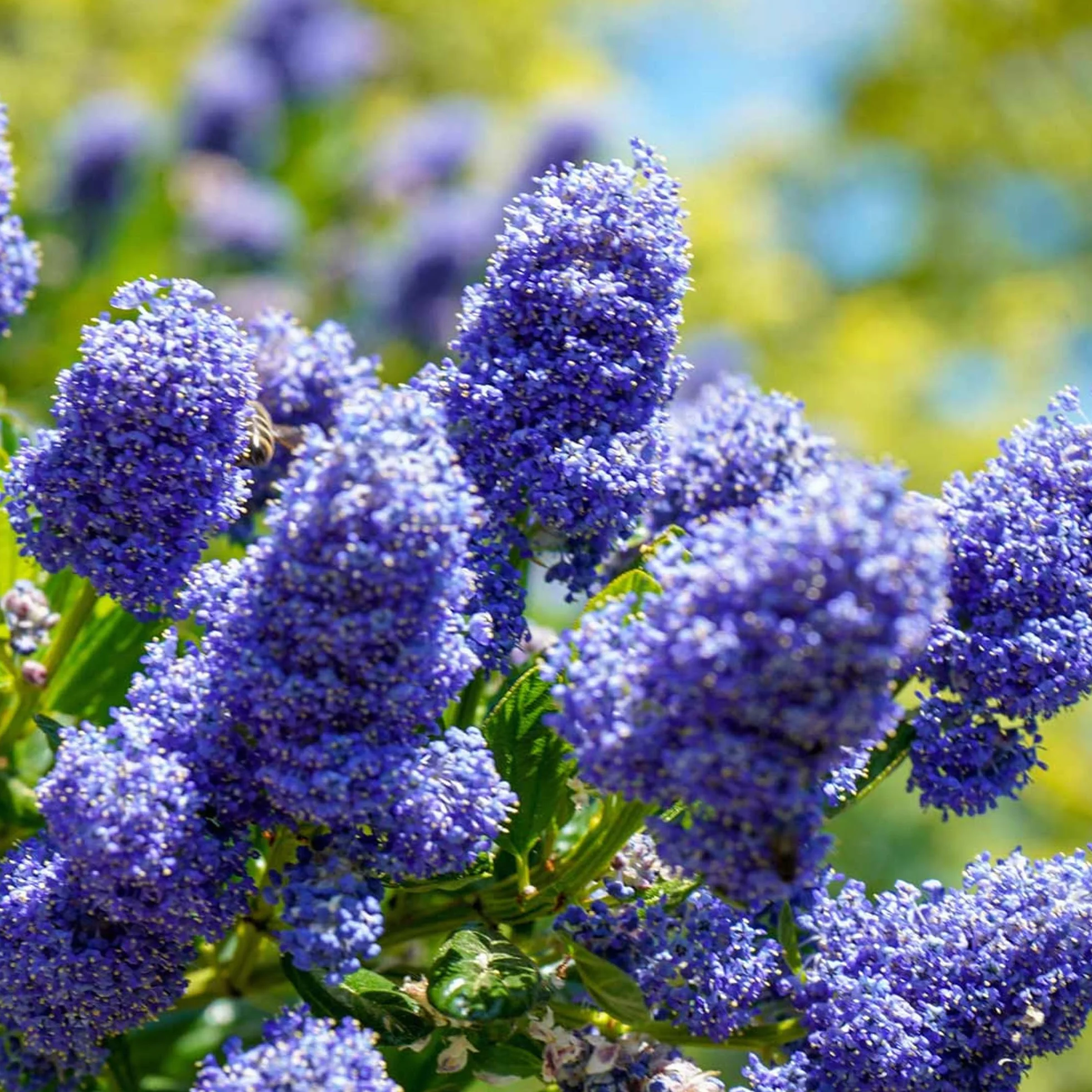 Céanothe Victoria | Lilas sauvage de Californie en pot