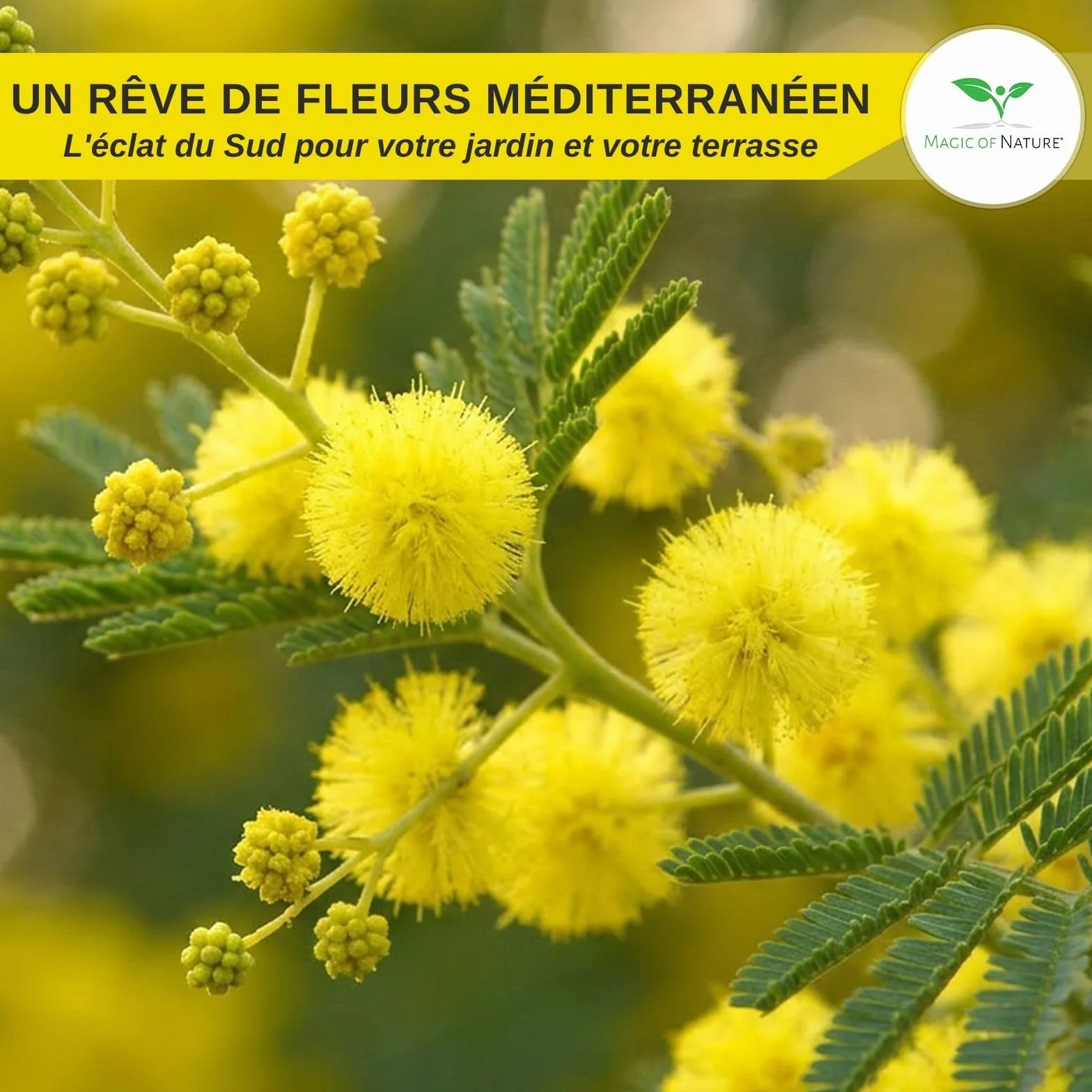 Graines de Mimosa d'Hiver Acacia dealbata – 25 pces – Arbuste Exotique aux Fleurs Jaunes
