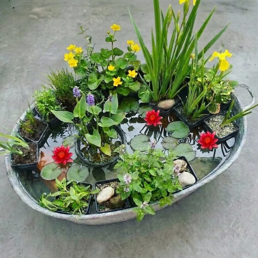 Vdvelde Mix 12 Plantes de Bassin P9 Nénuphar Nain Rouge Nymphaea Pygmaea Rubra 3 Paniers AQUA SET Plantes Oxygénantes Rustiques Mellifères