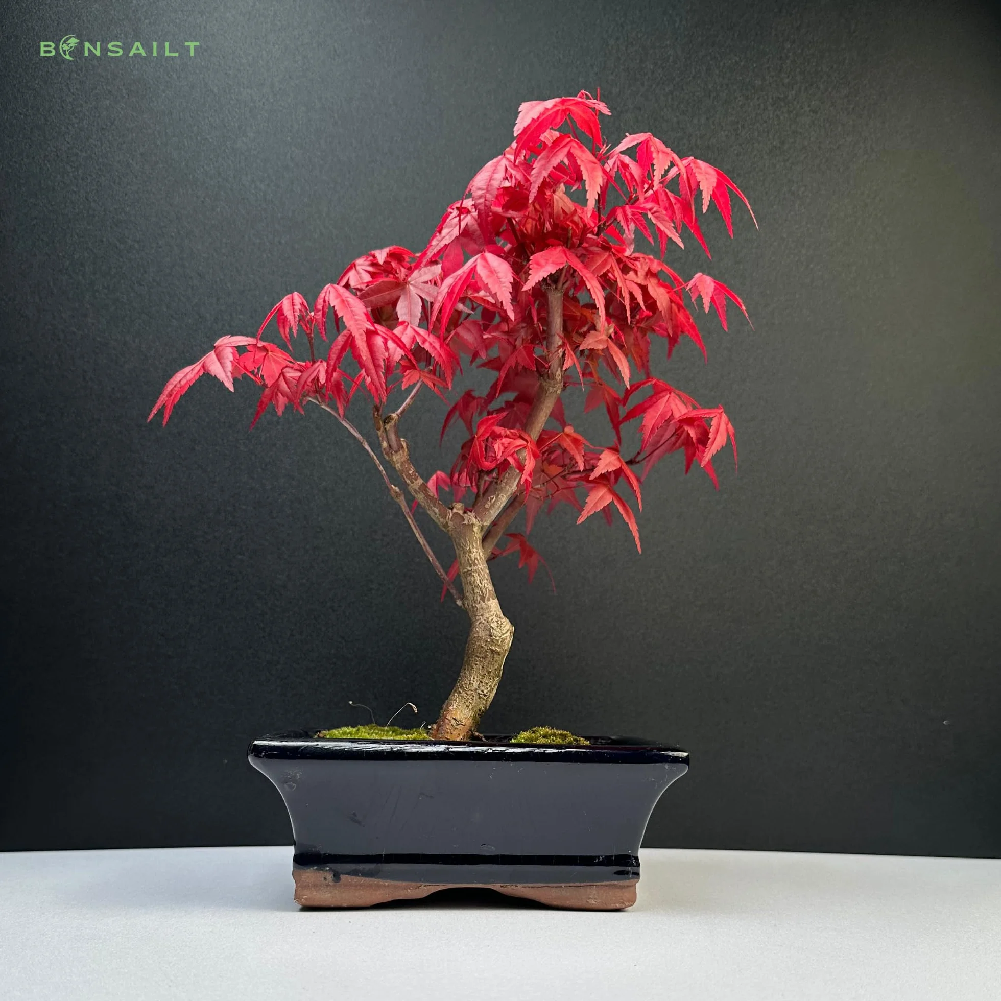 Bonsaï érable Japonais Acer Deshojo 25-30 cm P15