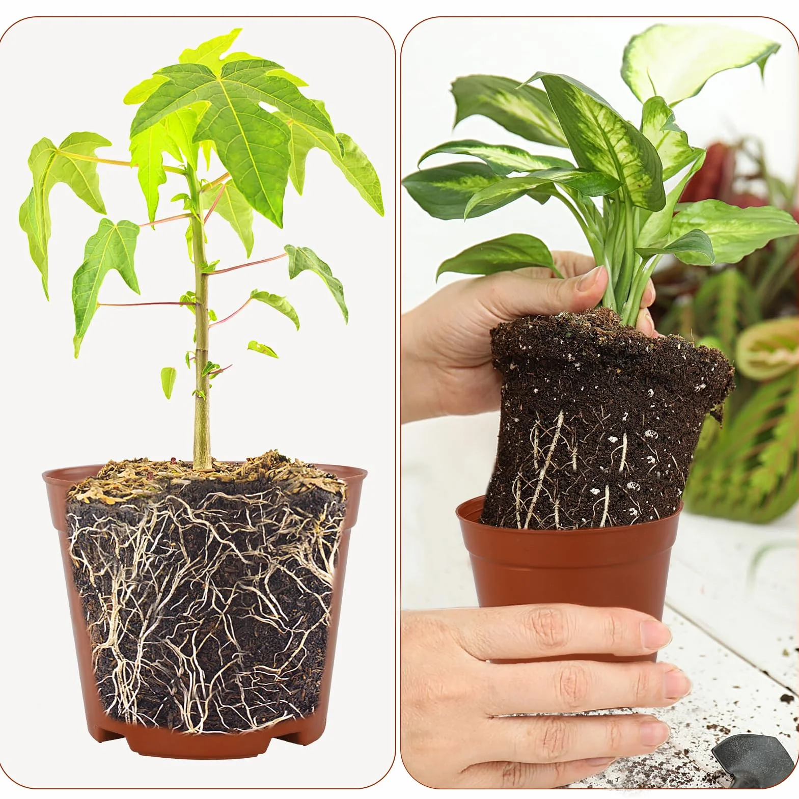 Muzhira Lot de 10 pots en plastique 8,5 cm pour démarrage de semences et boutures