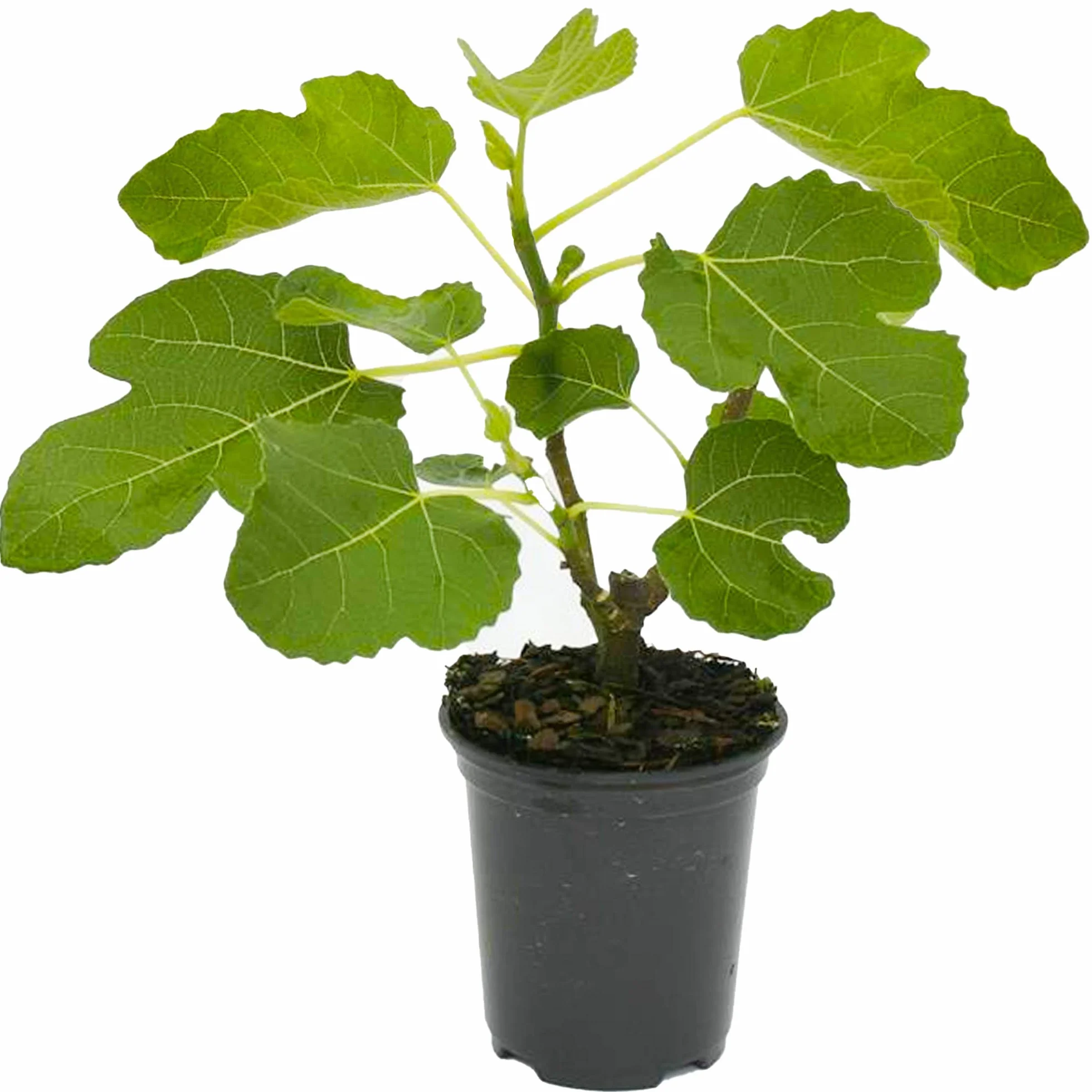 Ficus Brown Turkey Figuier Robuste Plante en Pot 20-30 cm