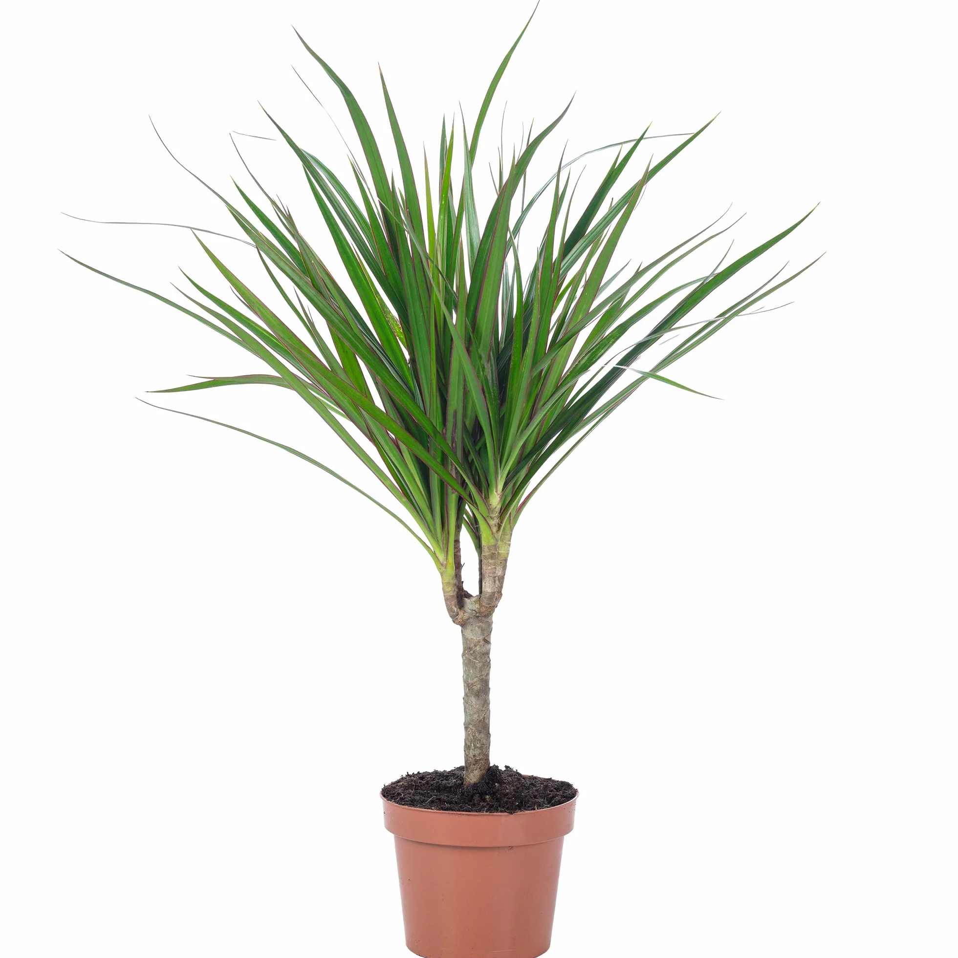 Dracaena Marginata Plante d'intérieur 35 cm Pot 12 cm