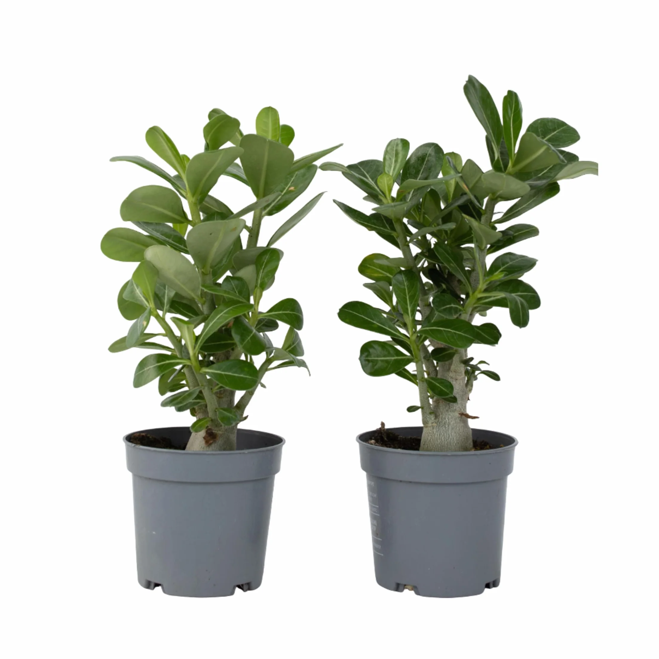 Adenium Obesum Rose du Désert Plante Exotique Pot 10,5cm 25-40cm