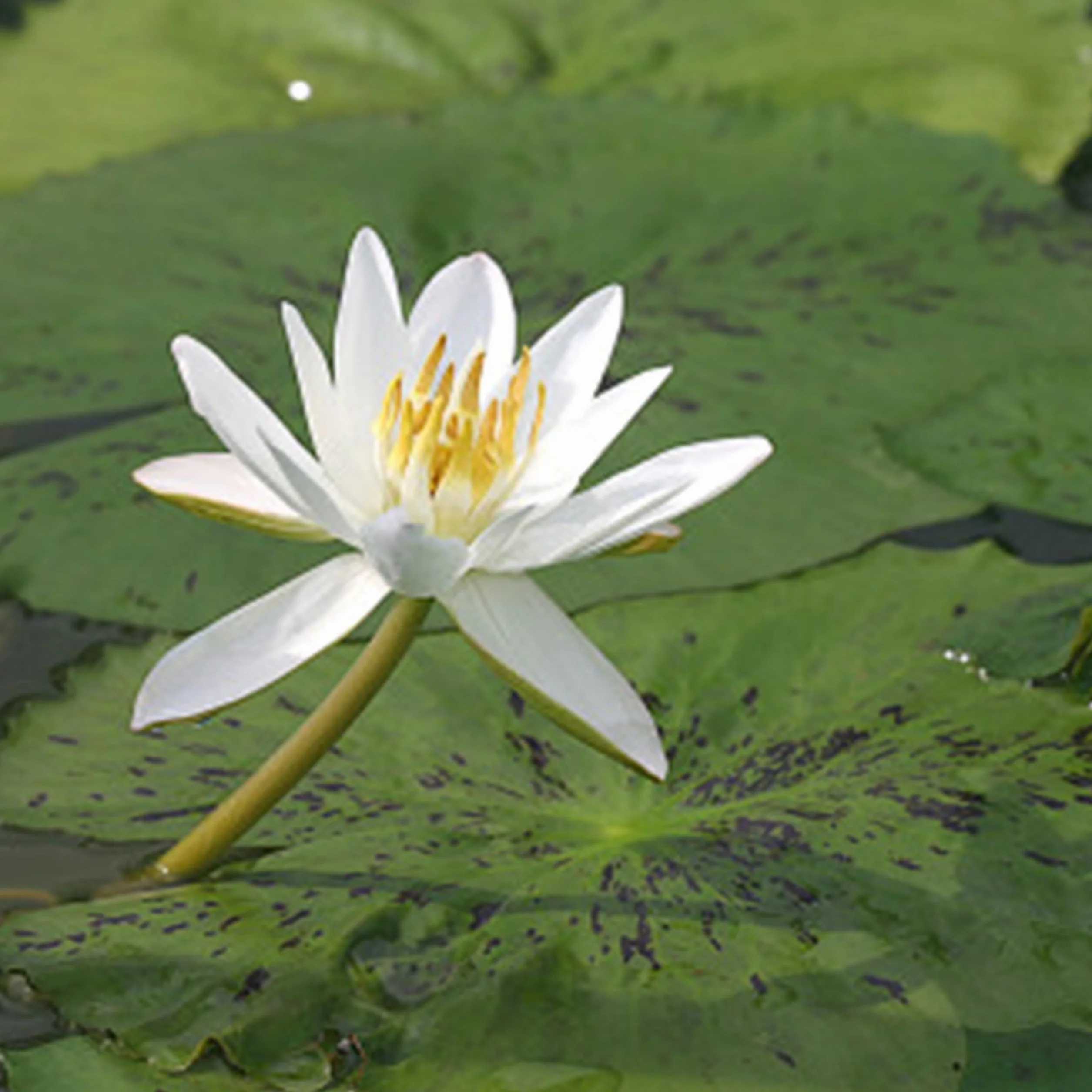 100 Graines de Nénuphar Blanc Nymphaea pubescens - Plante Fleur Aquatique