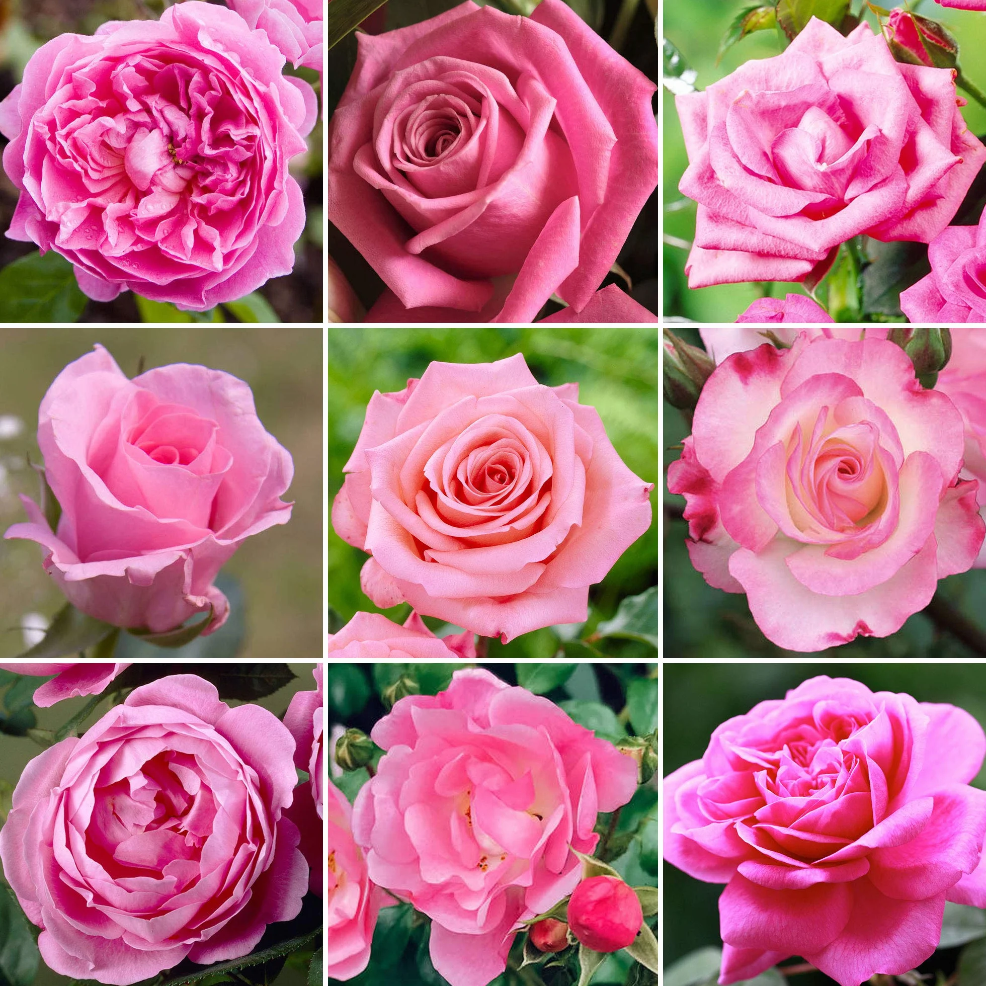 Somptueux Rosier Rose en pot - Rosiers de jardin avec fleurs colorées en été