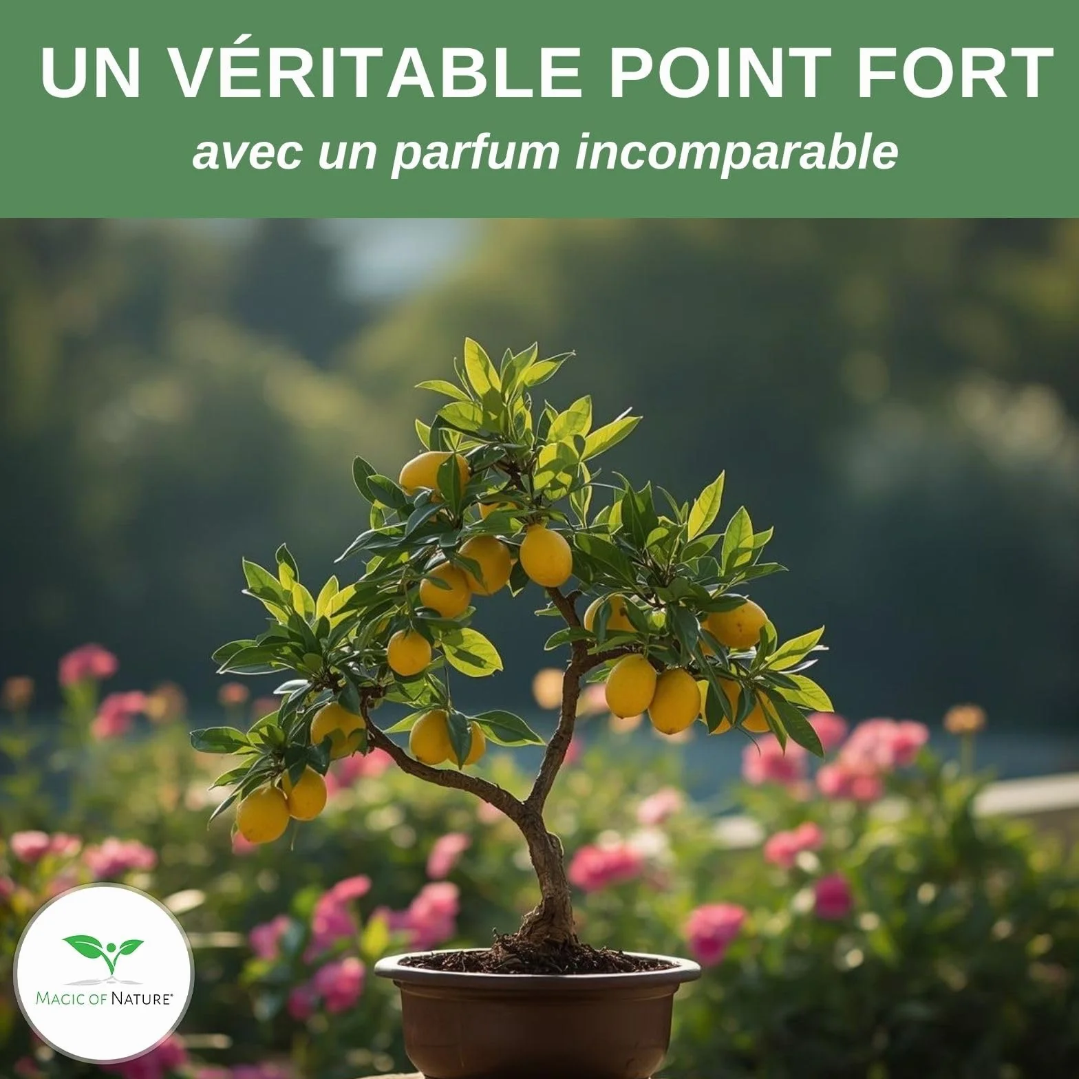 Graines de Citronnier Mini 10 Pcs Bonsaï Semences Plante d'intérieur Vivace